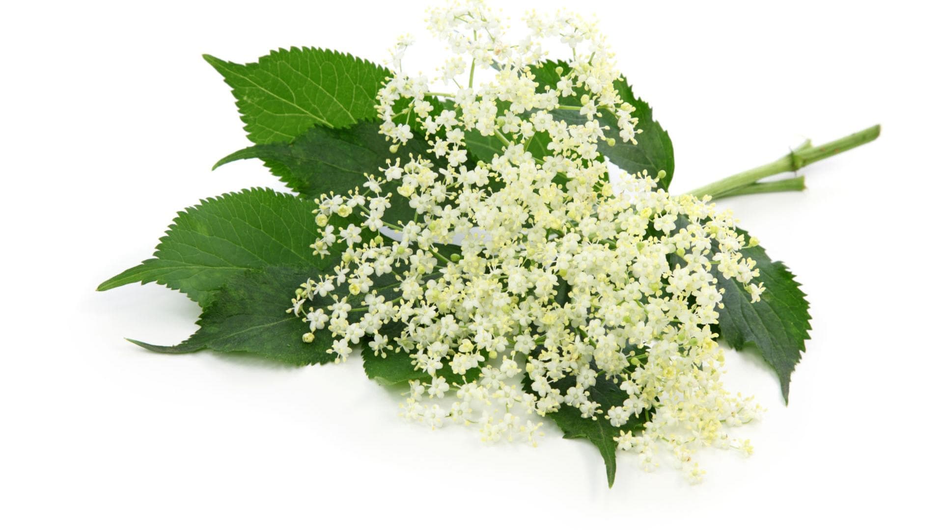 Heilkraft der Holunderblüte Holunder