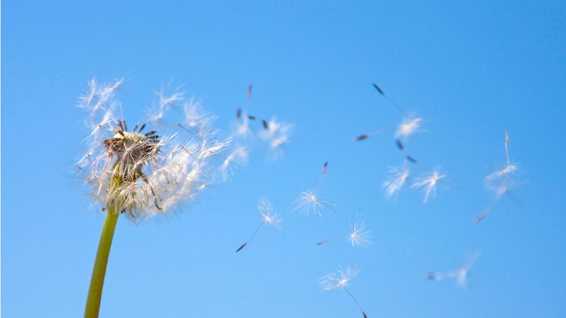 Pollen im Sommer