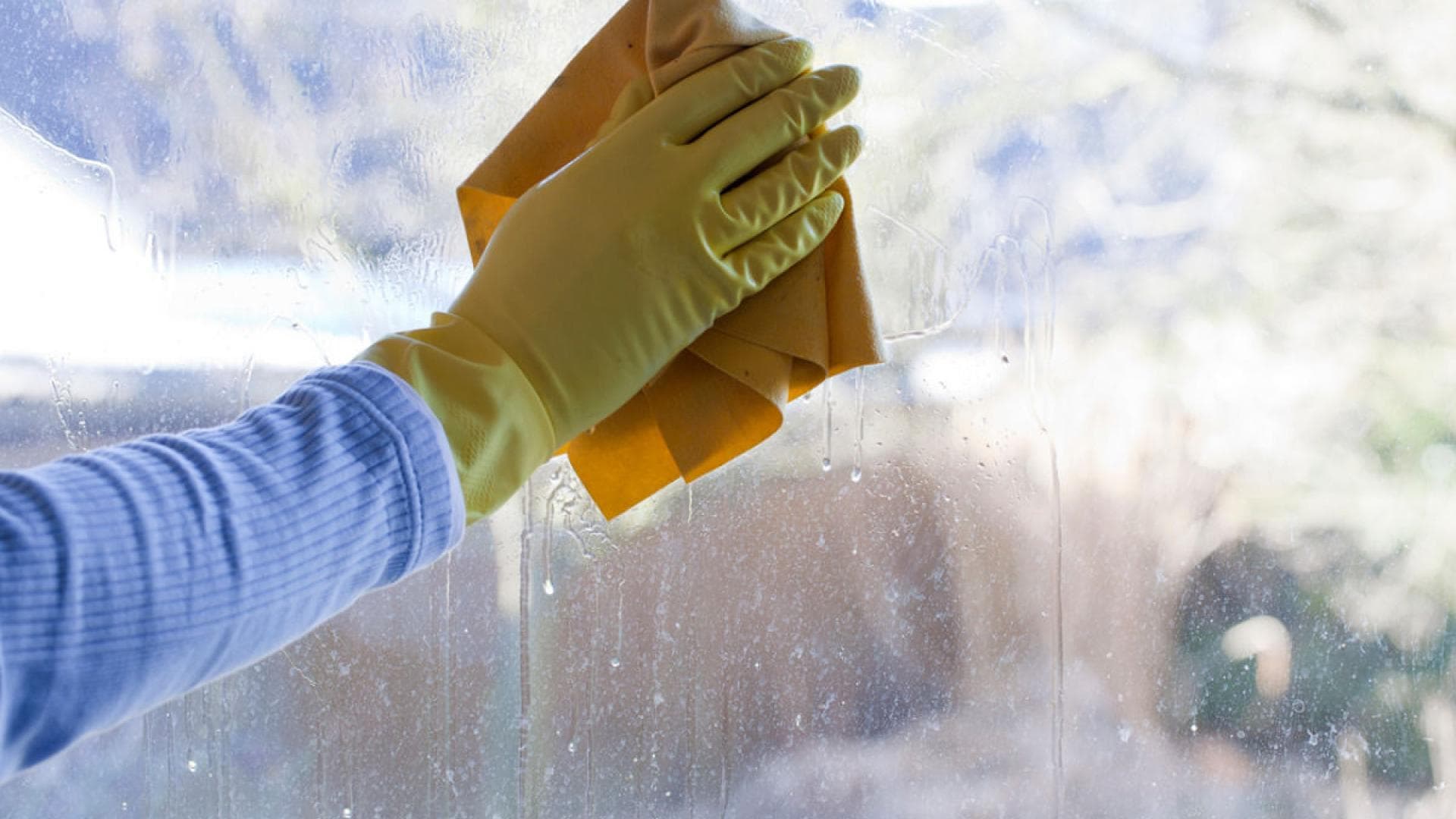 Fenster putzen mit Teebaumöl