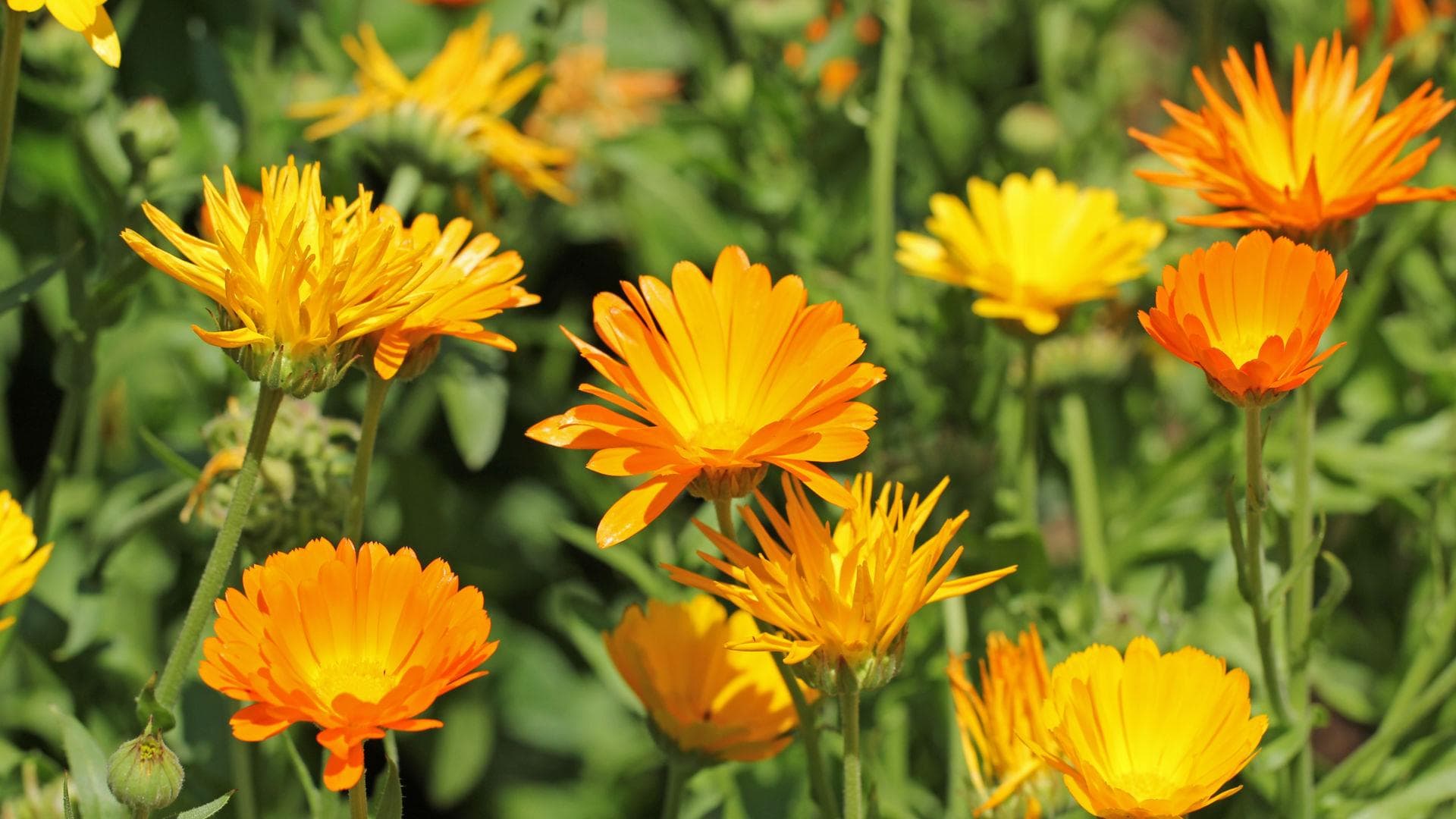 Calendula D6 lässt Wunden heilen