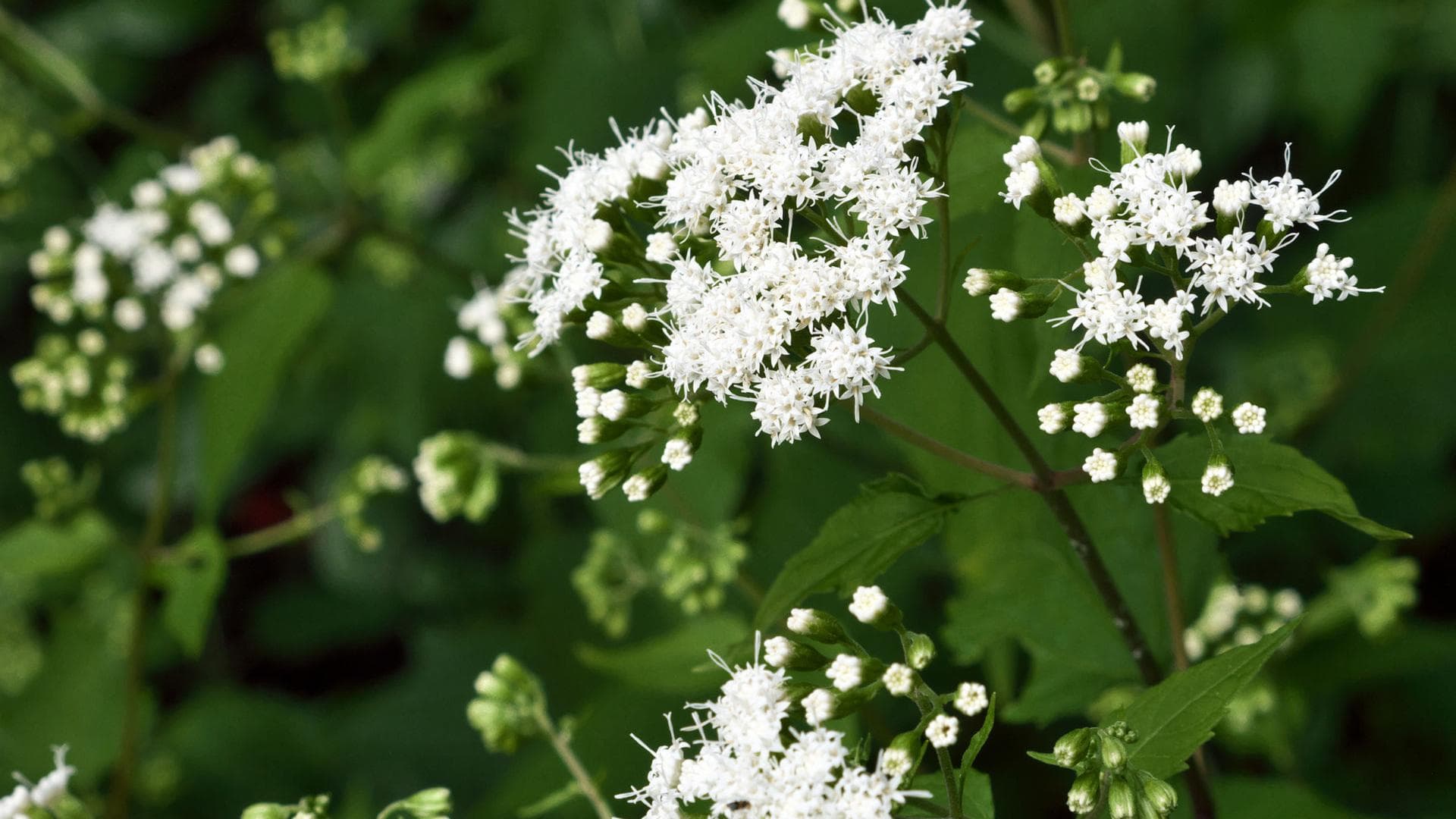 Eupatorium perfoliatum D6 gegen Grippe