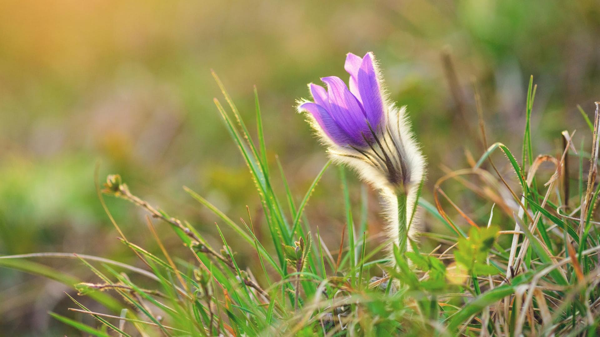 Pulsatilla D6 mindert Frauenleiden