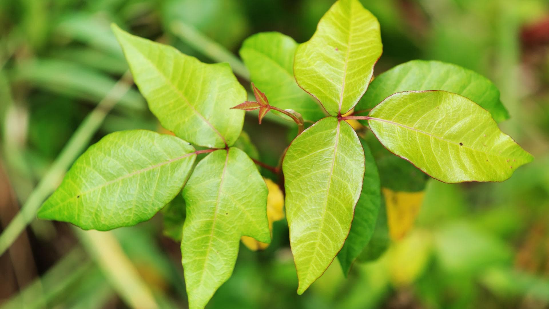 Rhus toxicodendron D12 vertreibt Bewegungsschmerzen