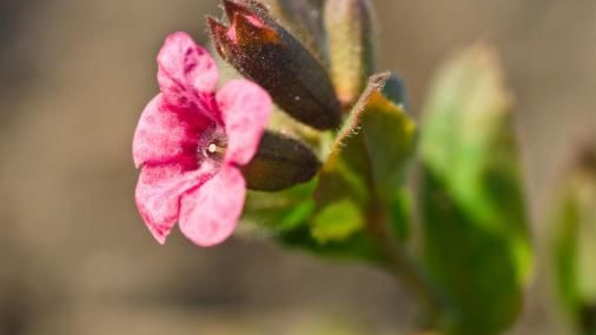 heilkraeuter_echtes_lungenwort_thinkstock