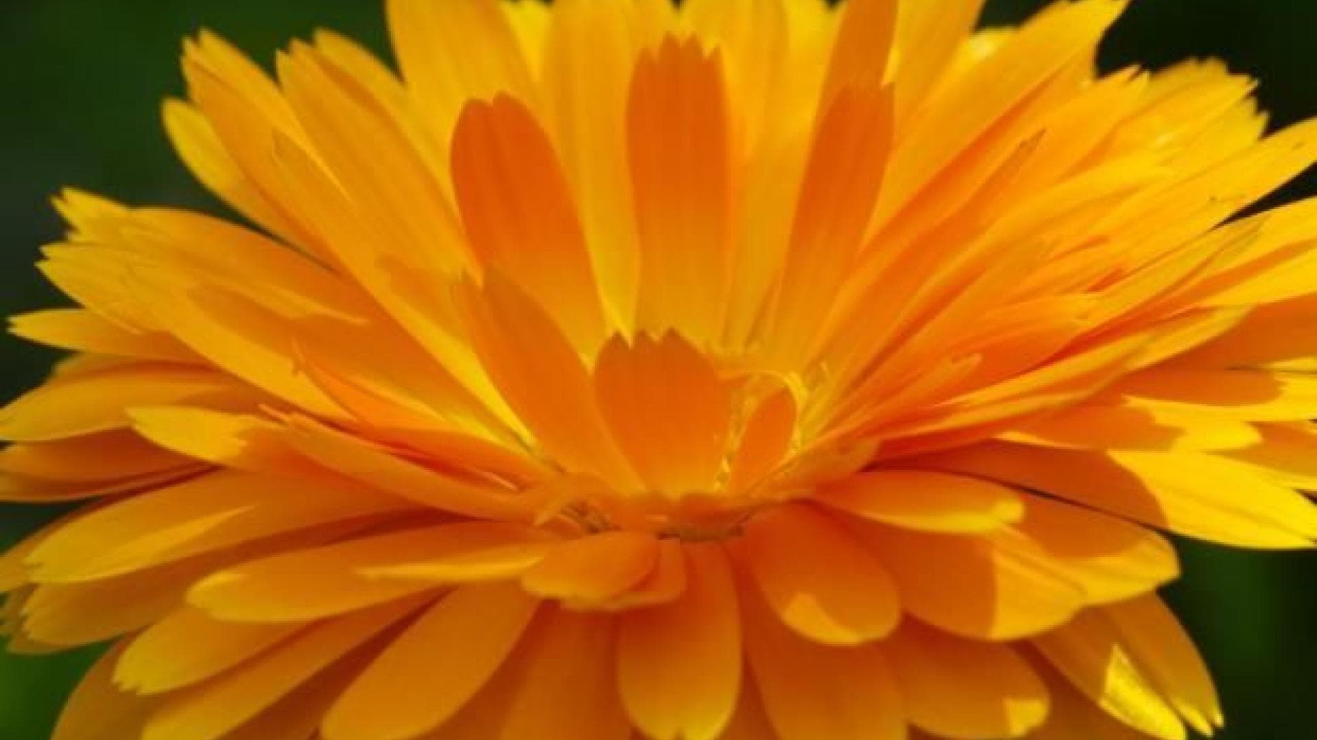 ringelblume, blume, orange Blume,_istock