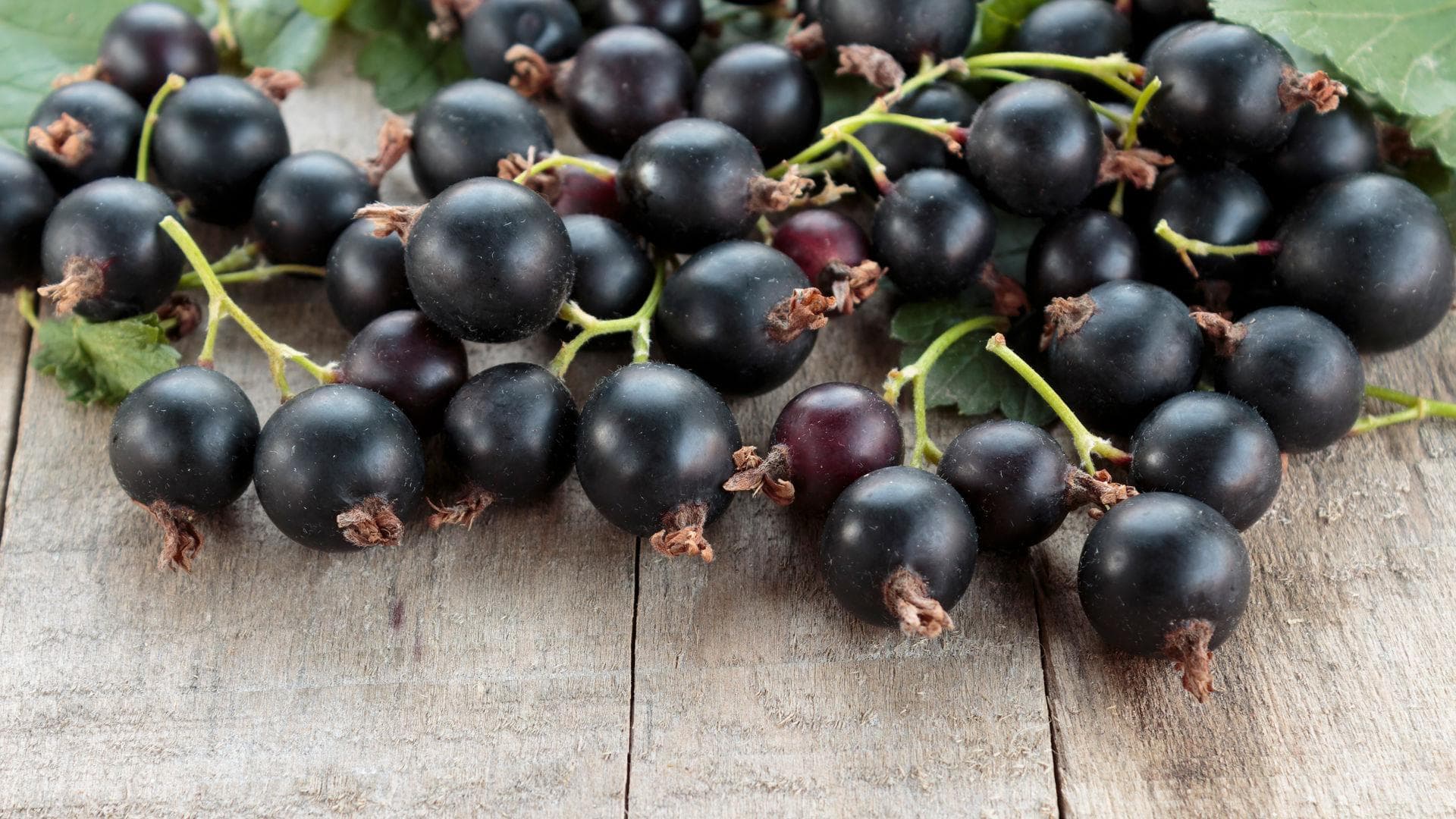 Rezepte mit Jostabeeren