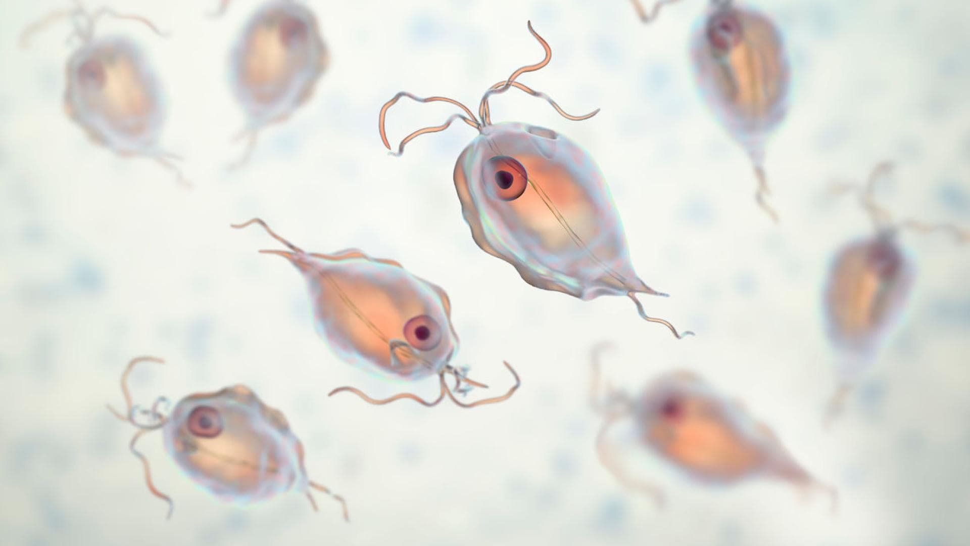 Trichomoniasis-Erreger Trichomoniasis-Erreger