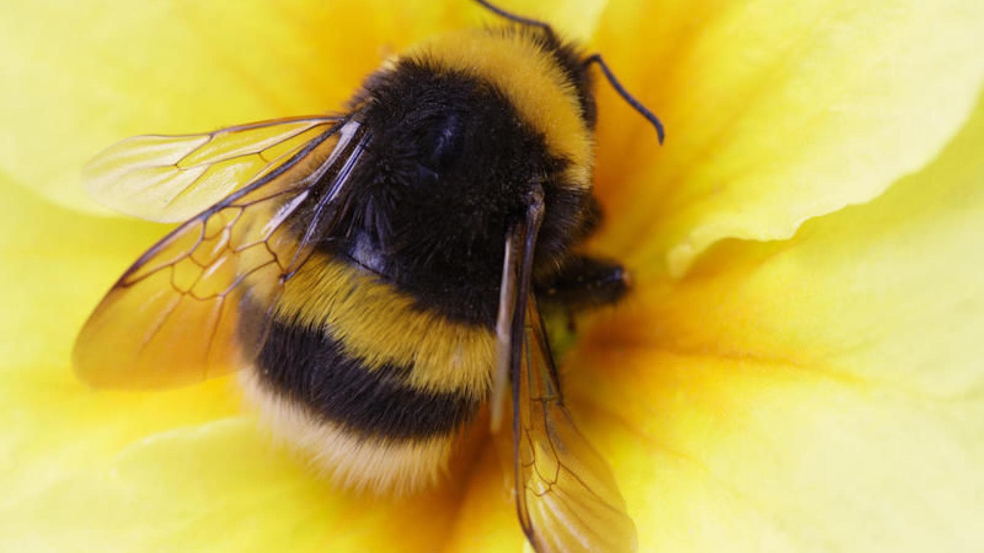 Hummel Hummel in einer Blüte