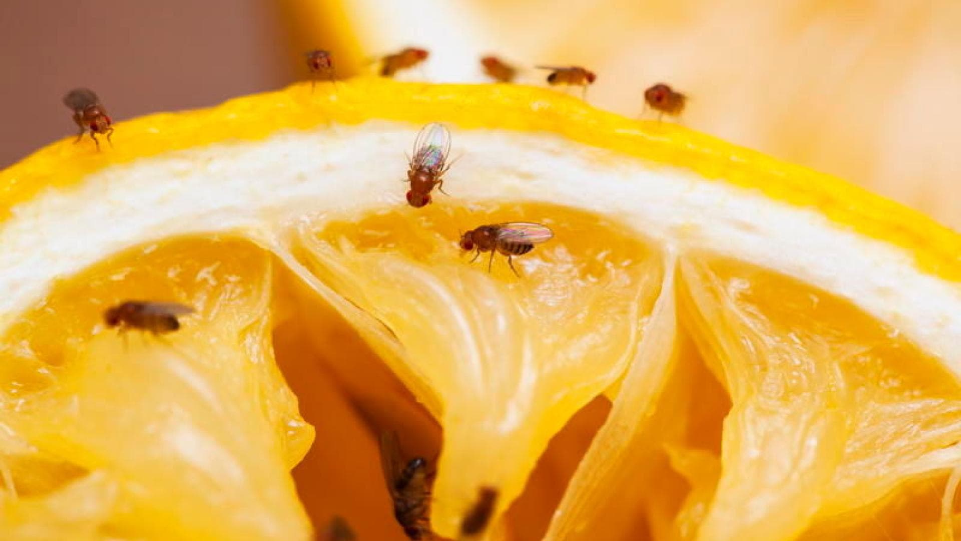 Fruchtfliegen auf Orange