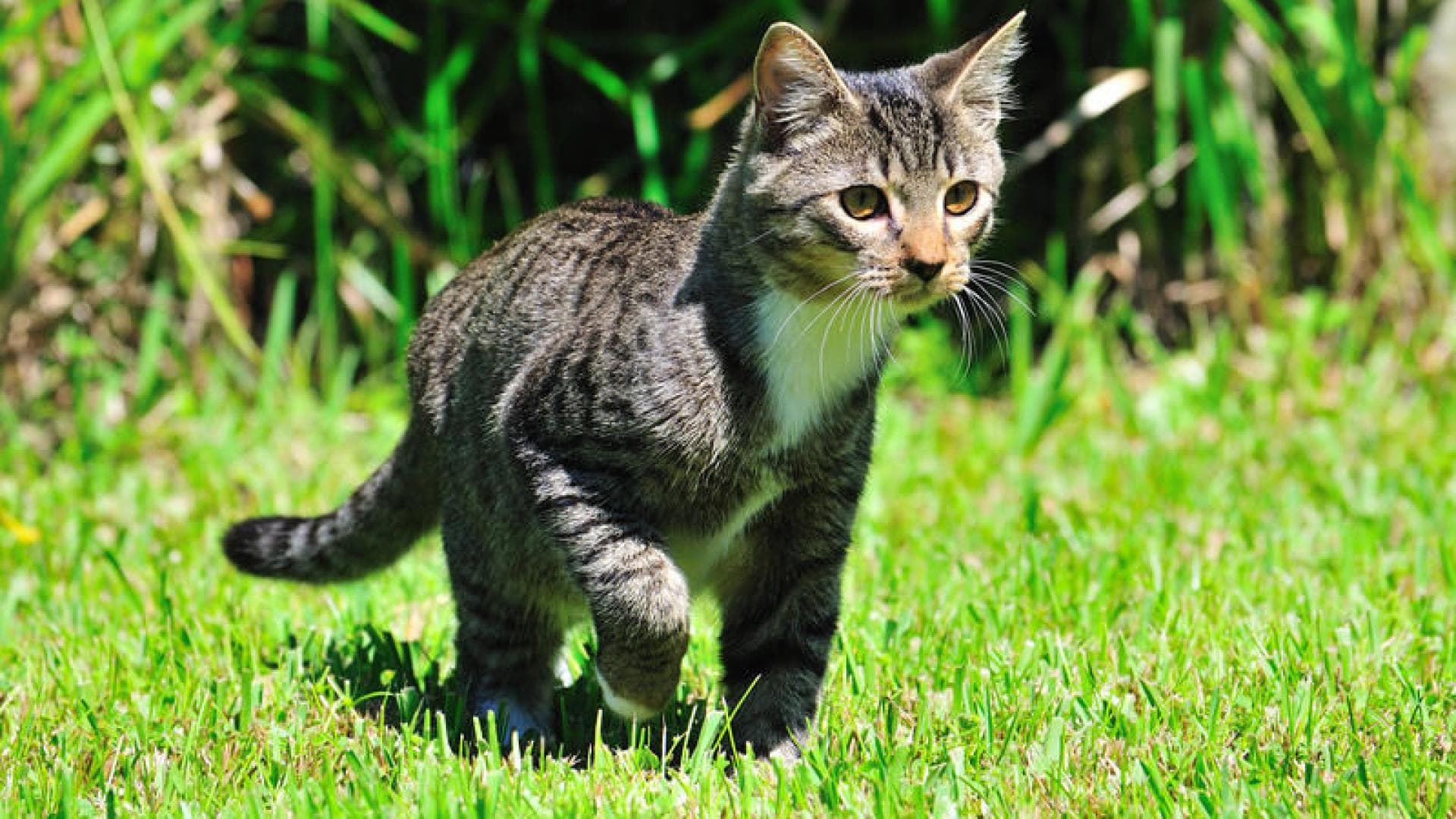 Katze Katze auf der Wiese