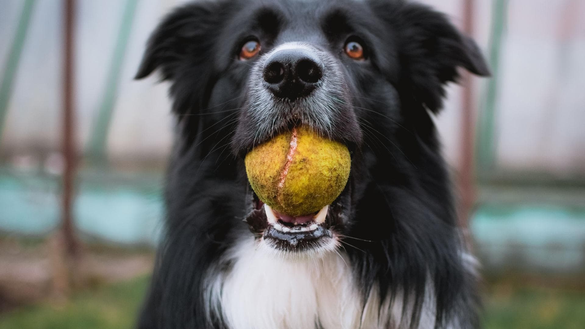 Lassen sich Nutzer unbewusst wie Hunde trainieren und steuern? Zumindest ansatzweise scheint dies möglich zu sein.