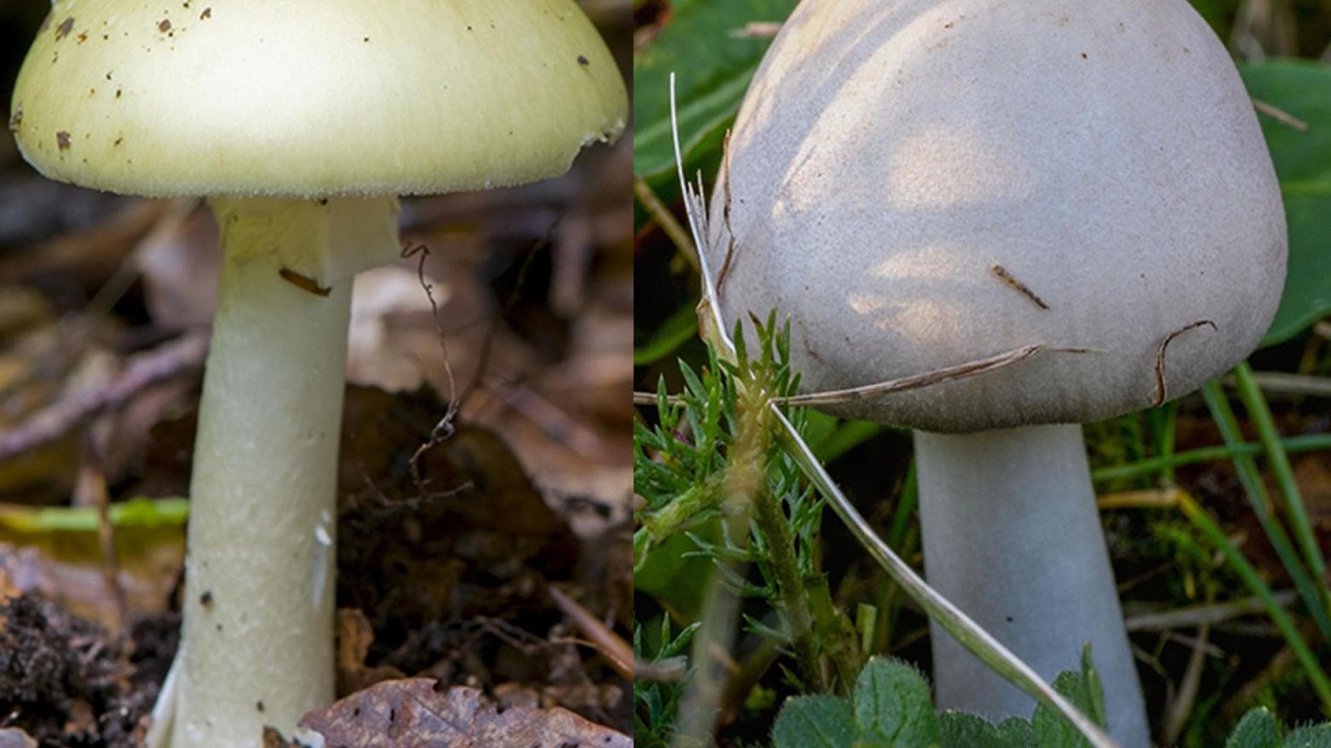 Kollenblätterpilz_Champignon Knollenblätterpilz und Champignon im Vergleich