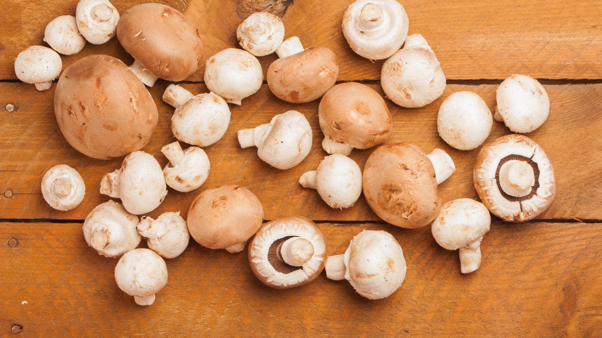 Champignons