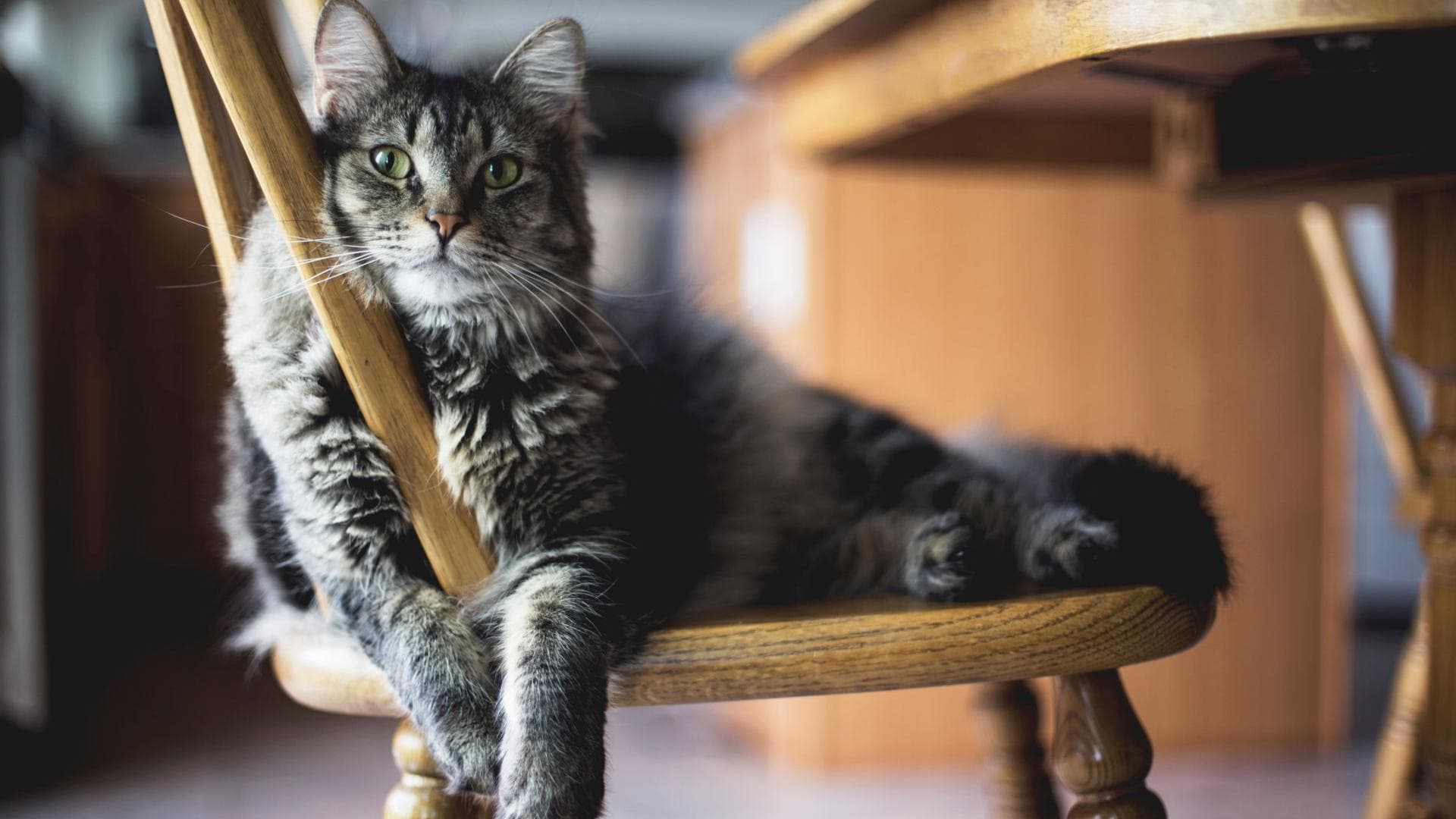 Katze liegt auf Stuhl