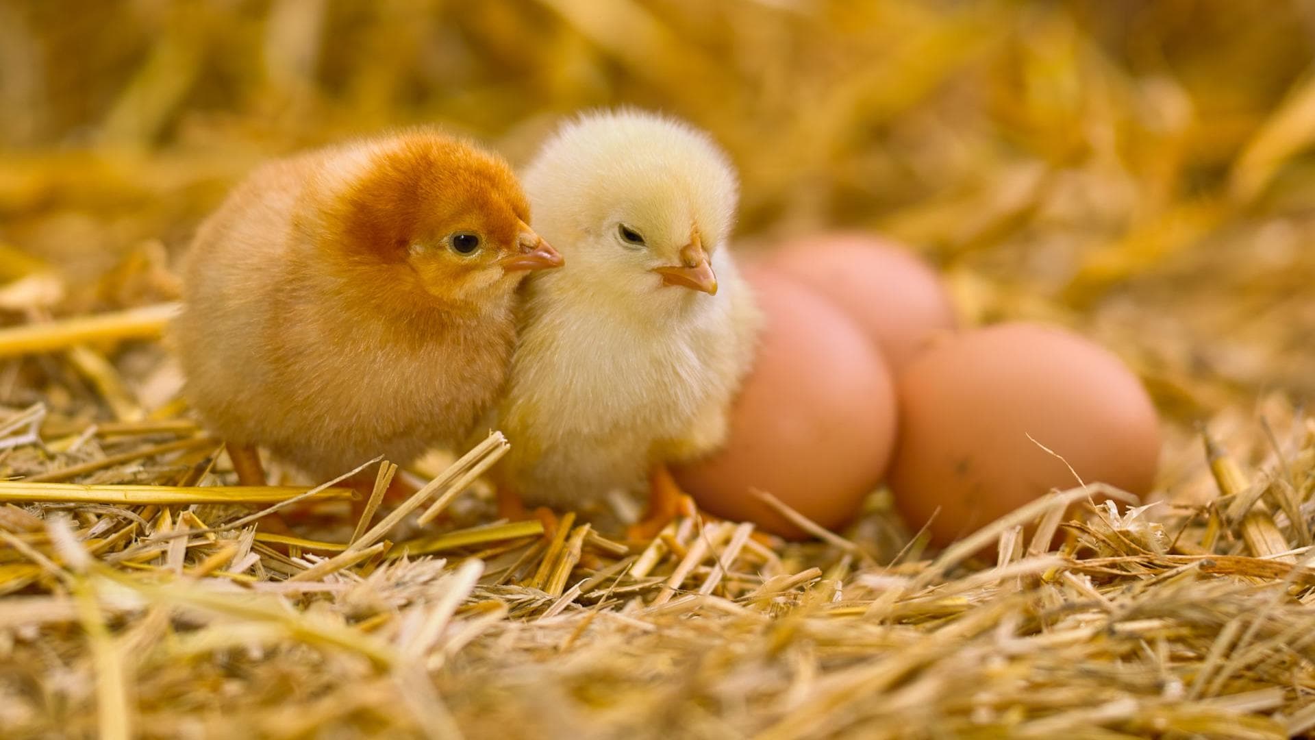 Küken_Eier Küken und Eier auf Stroh