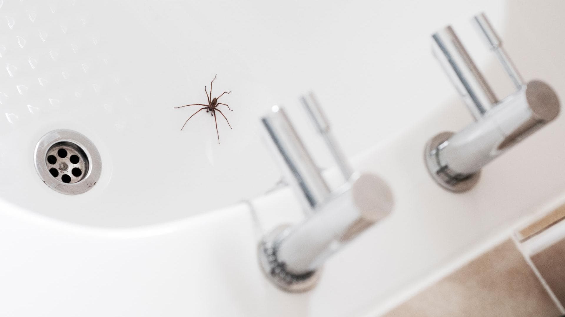 Spinne im Waschbecken