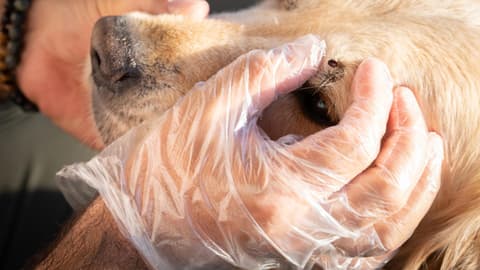 Mann mit Handschuhen entfernet Zecke beim Hund über dem Auge