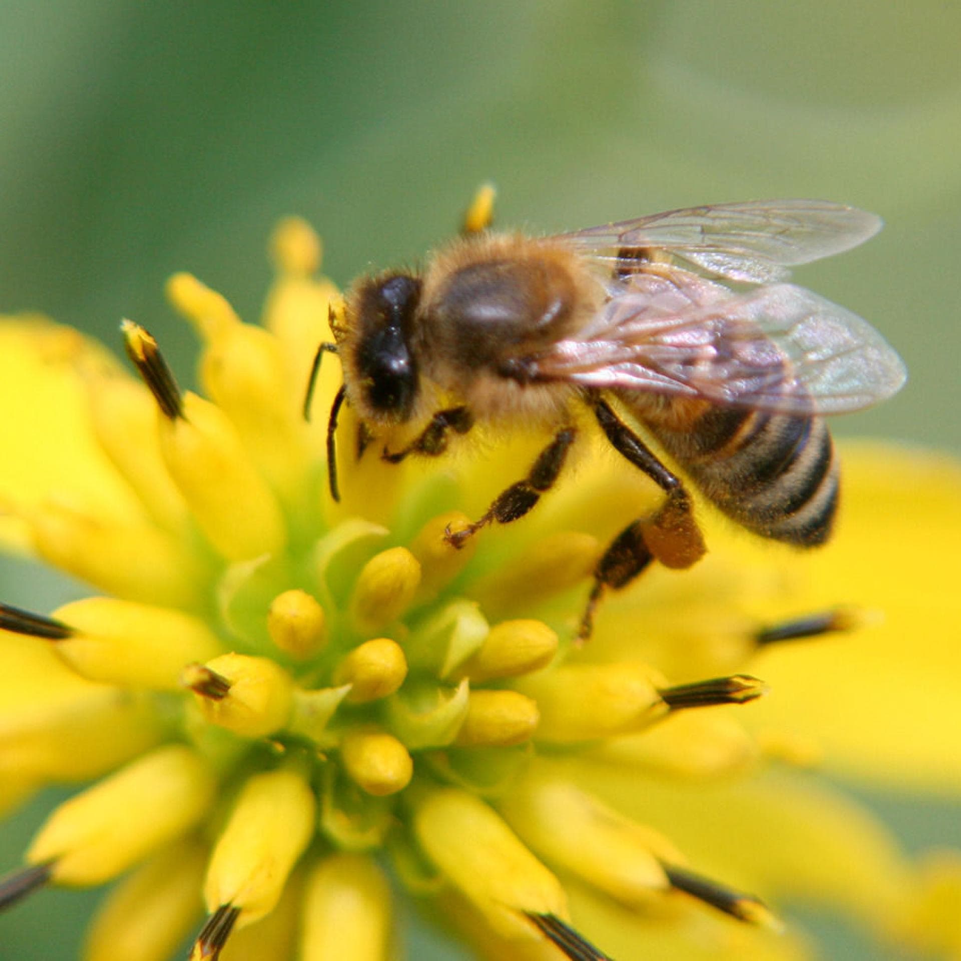 Biene Bienenstiche behandeln
