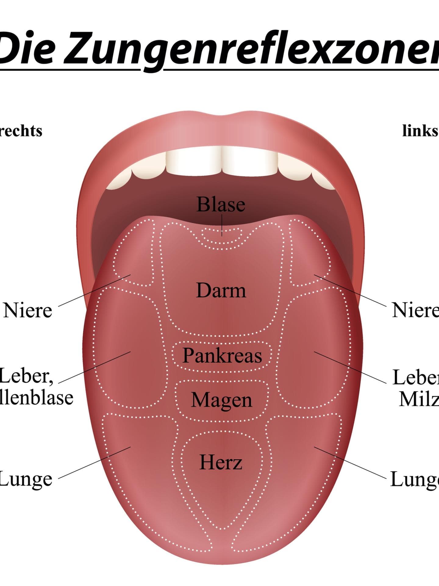 Zungenreflexzonen