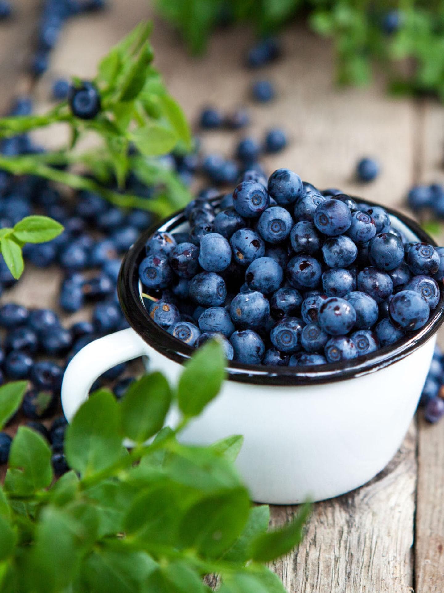 Heidelbeeren wird eine desinfizierende Wirkung nachgesagt