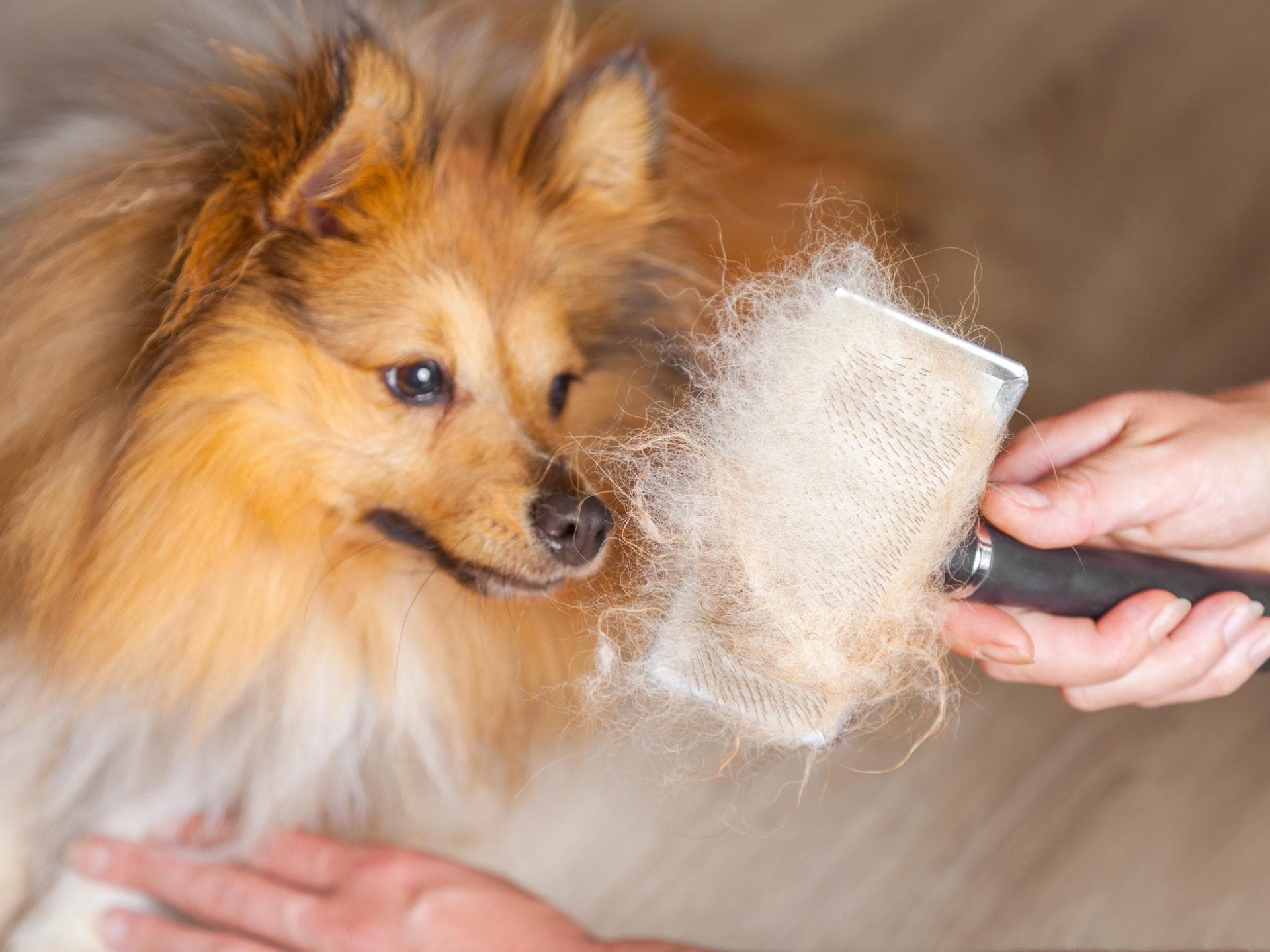Hund bürsten