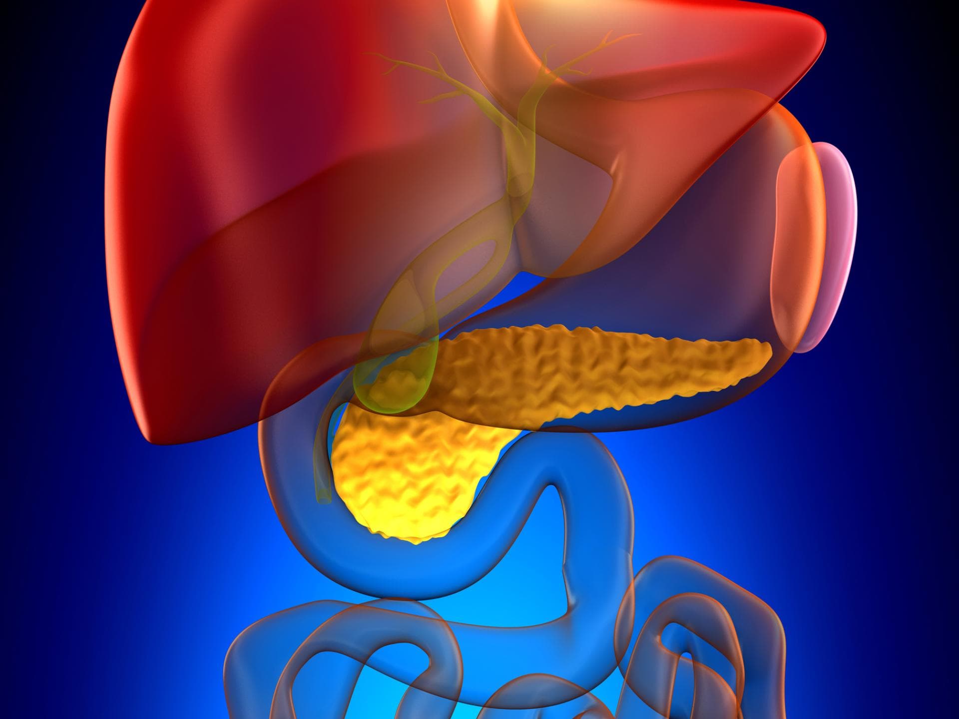 Animierte anatomische Ansicht der Leber mit Gallenblase