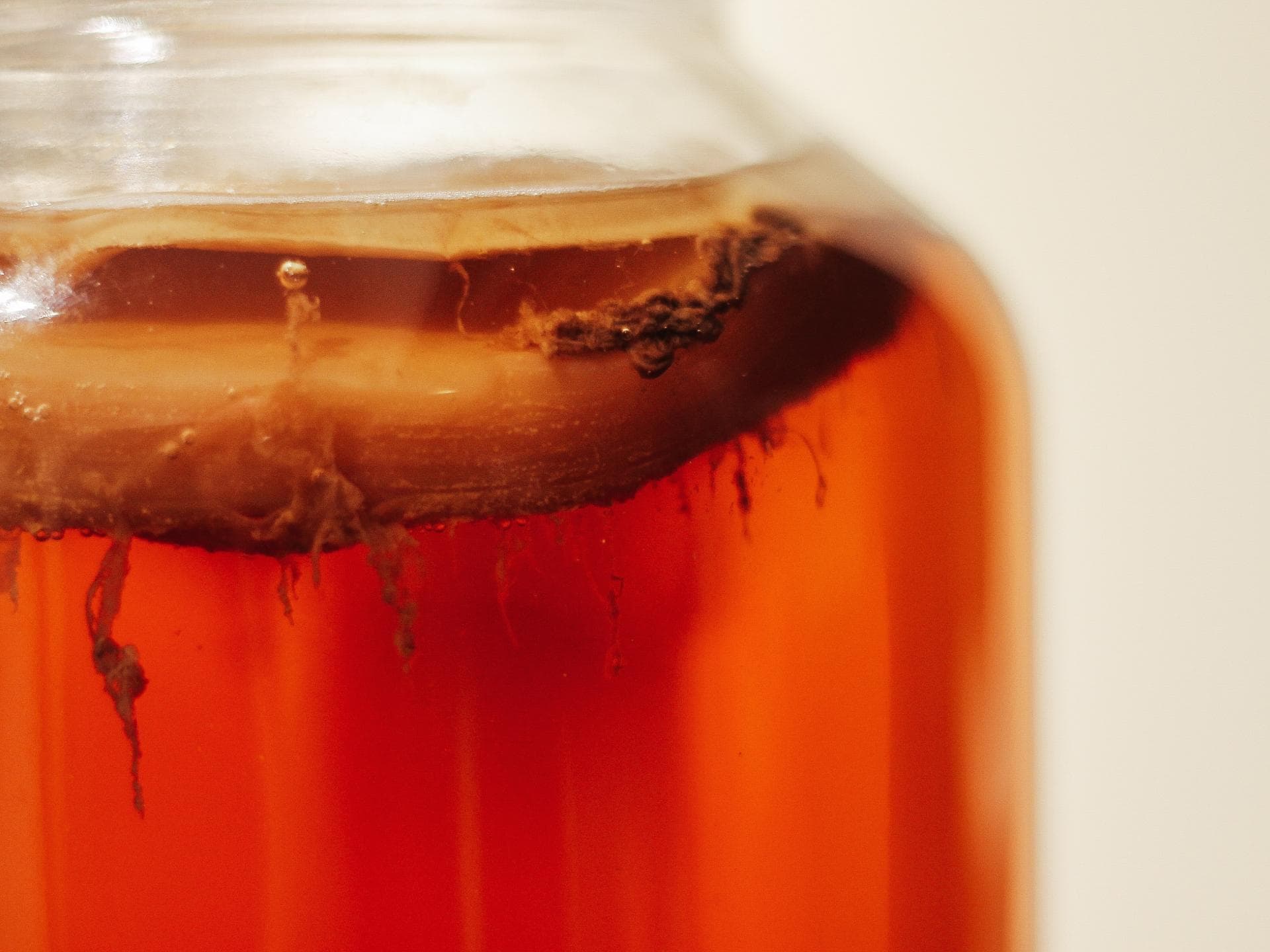 Teepilz auf Kombucha