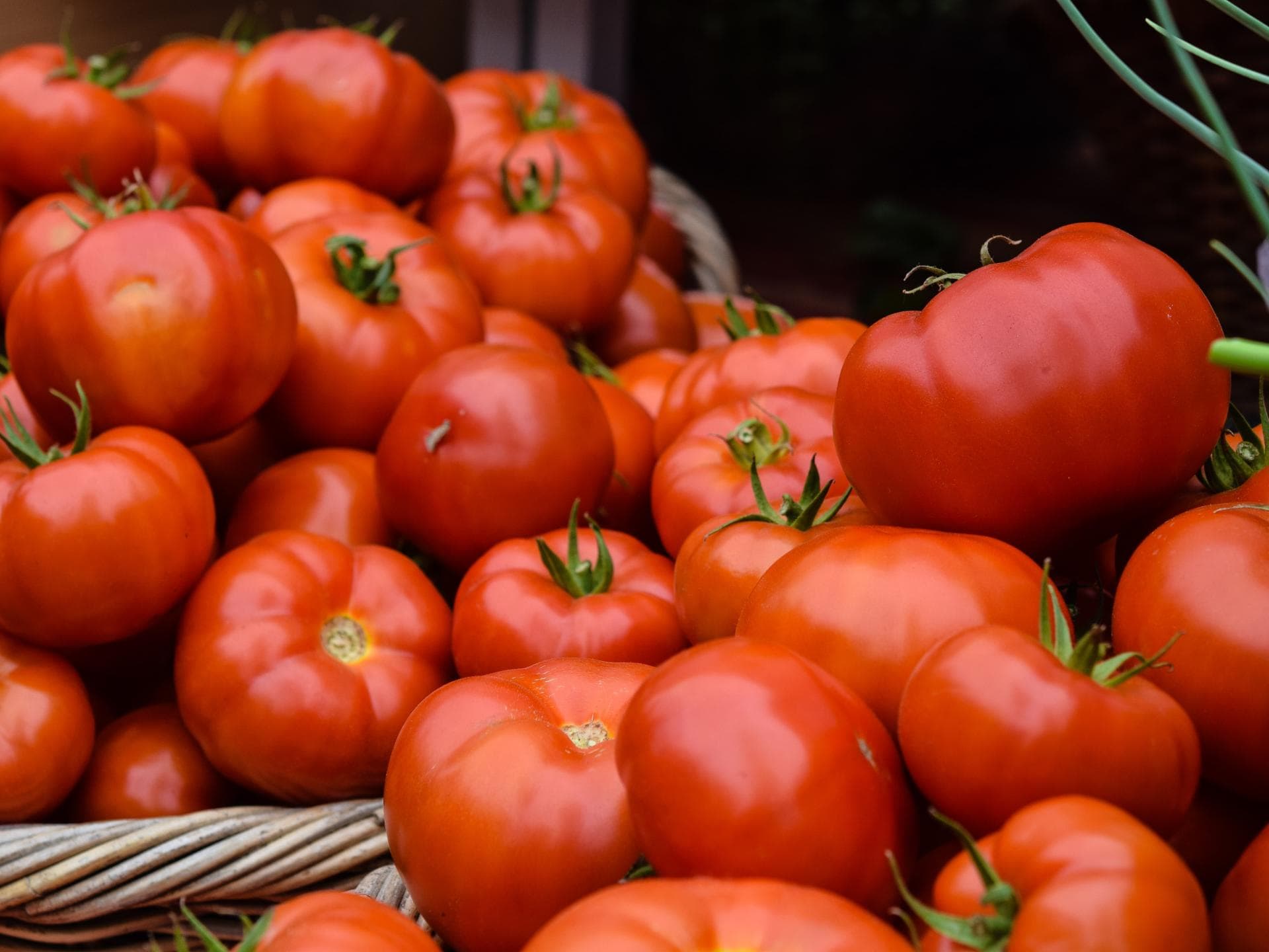 Tomaten nach Ernte im Korb