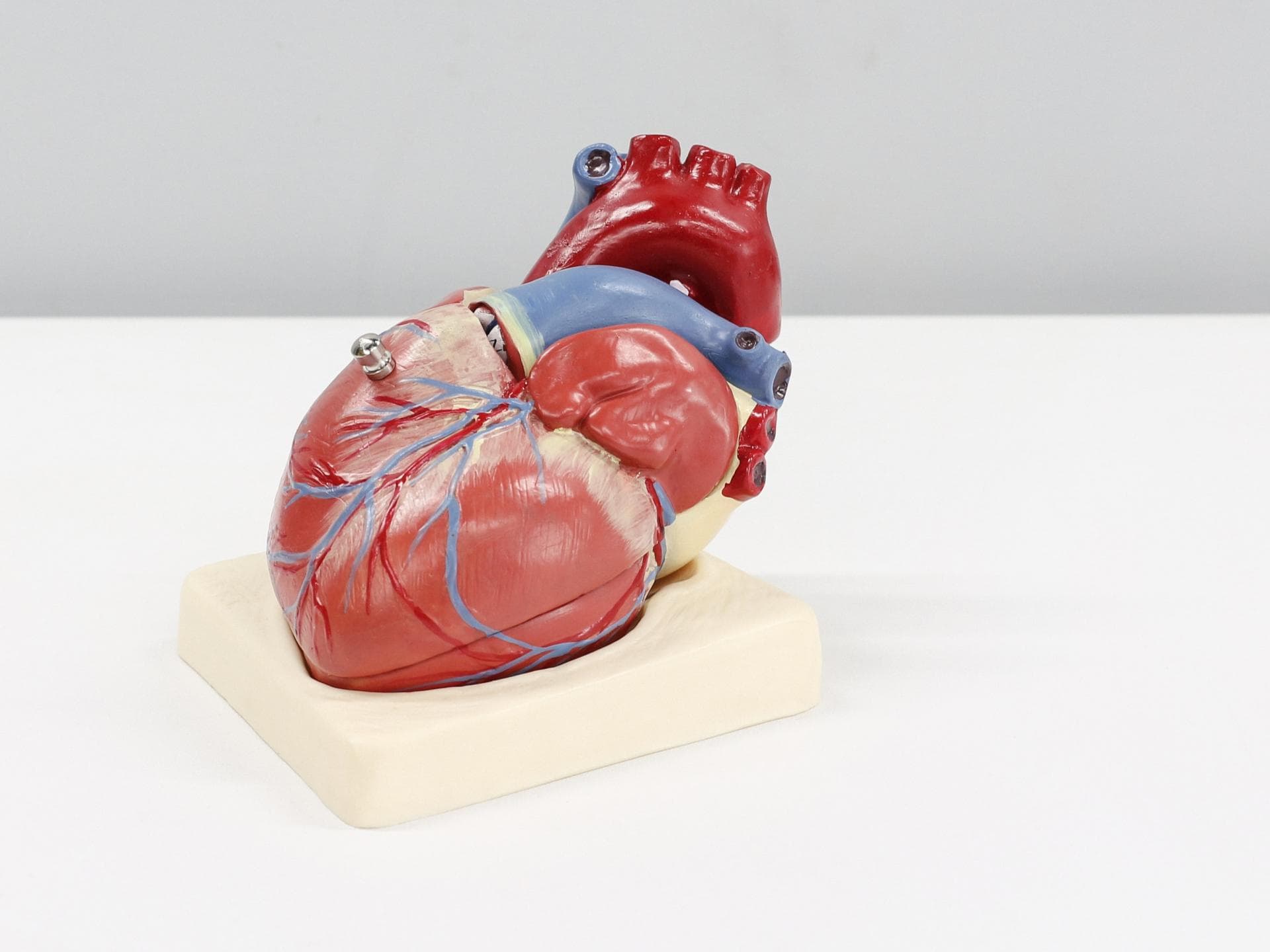 Anatomisches Modell des menschlichen Herzens 