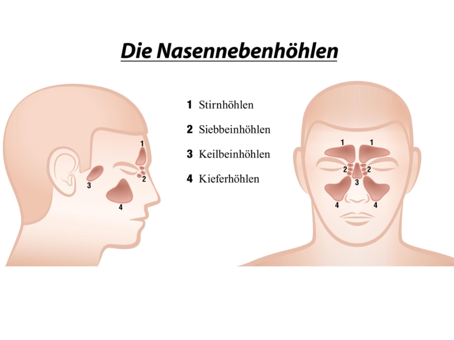 Anatomisches Diagramm der Nasennebenhöhlen