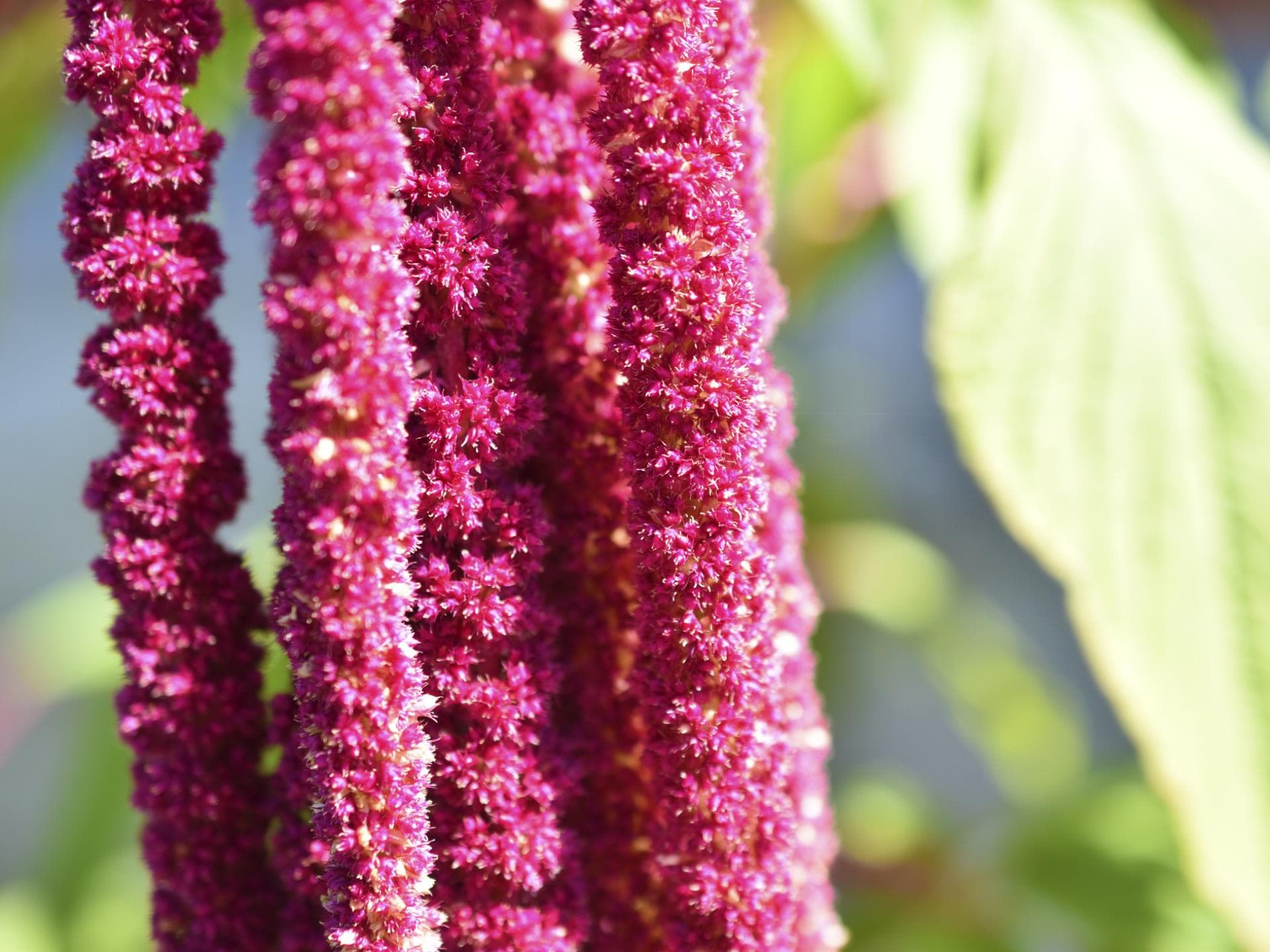 rote Amaranth-Blüten