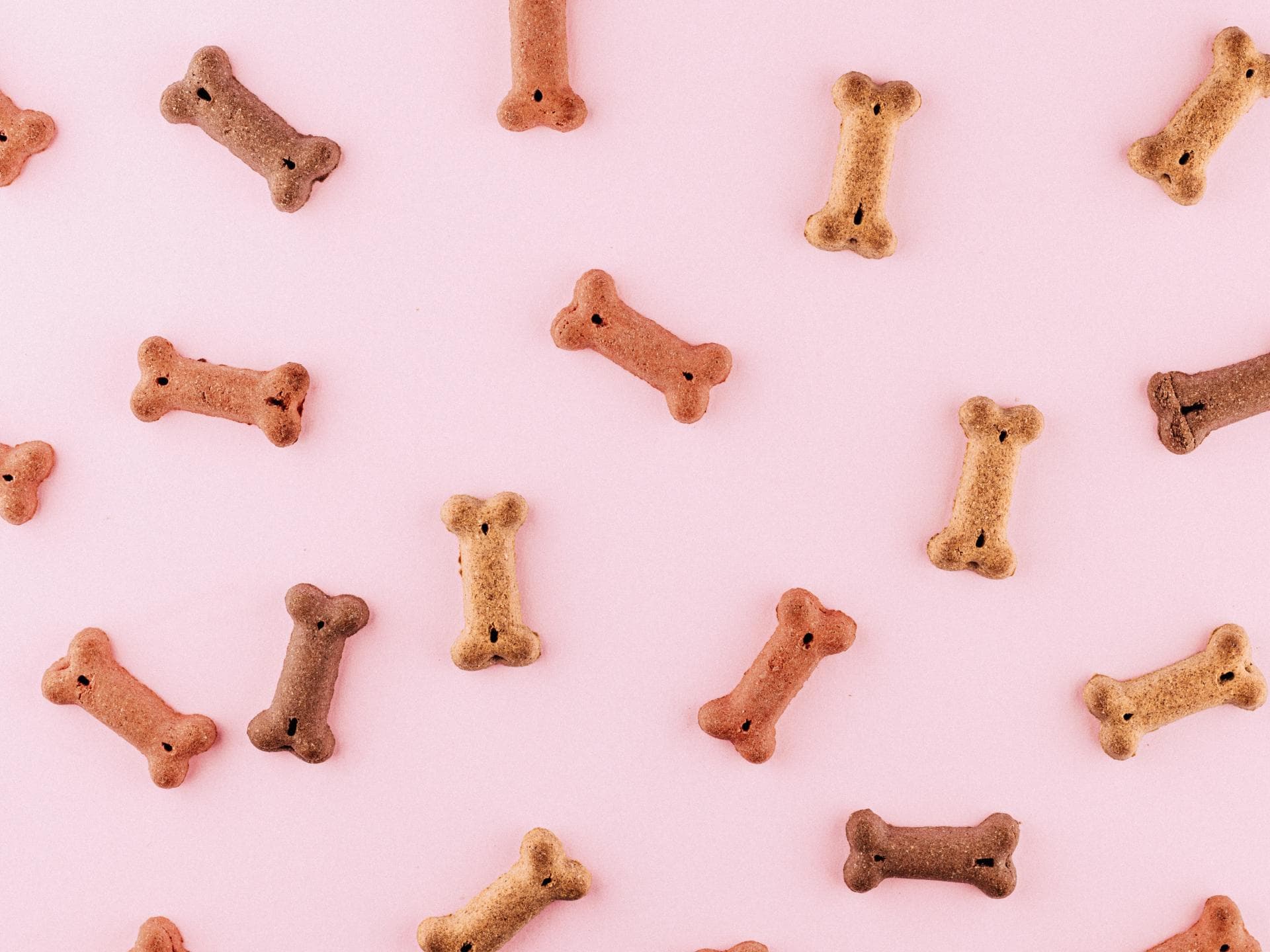 Hundesnacks in Knochenform