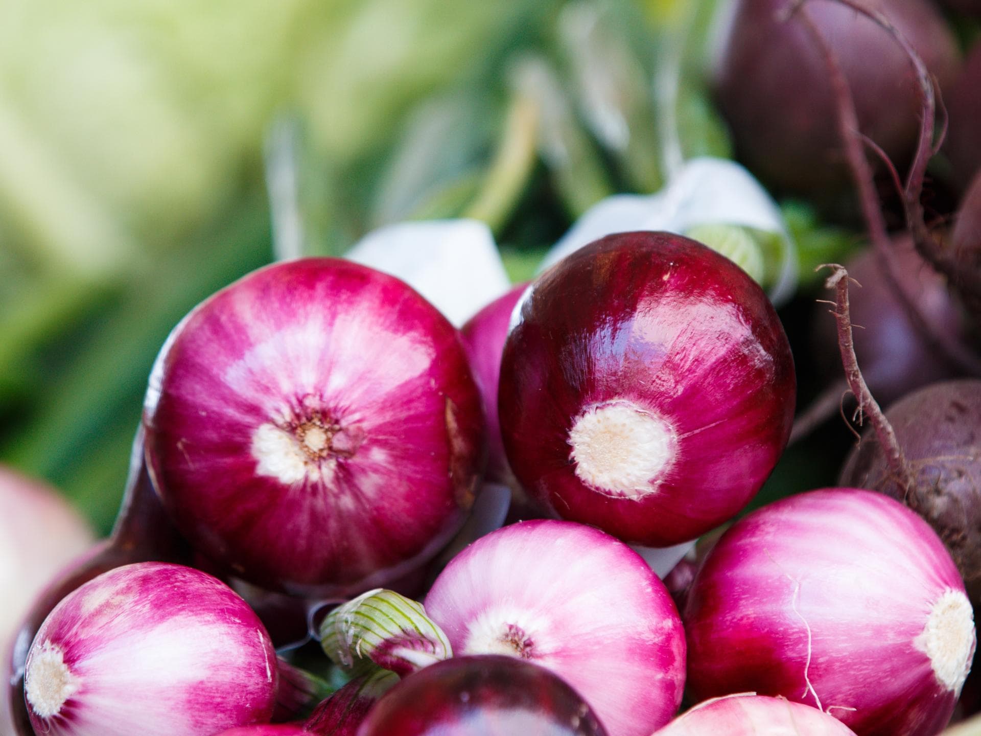 rote Frühlingszwiebeln rote Frühlingszwiebeln