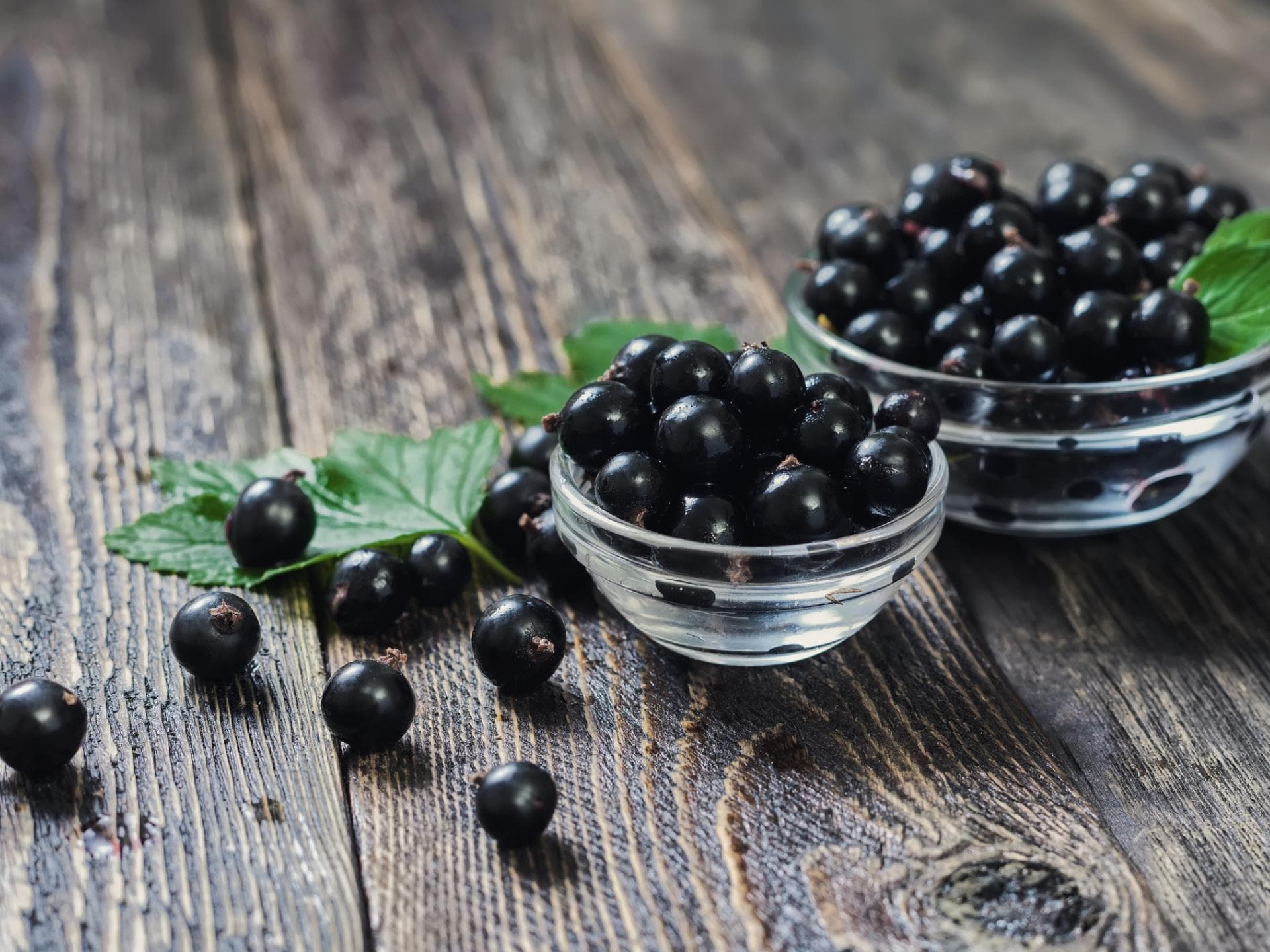 Schwarze Johannisbeeren in Schüssel