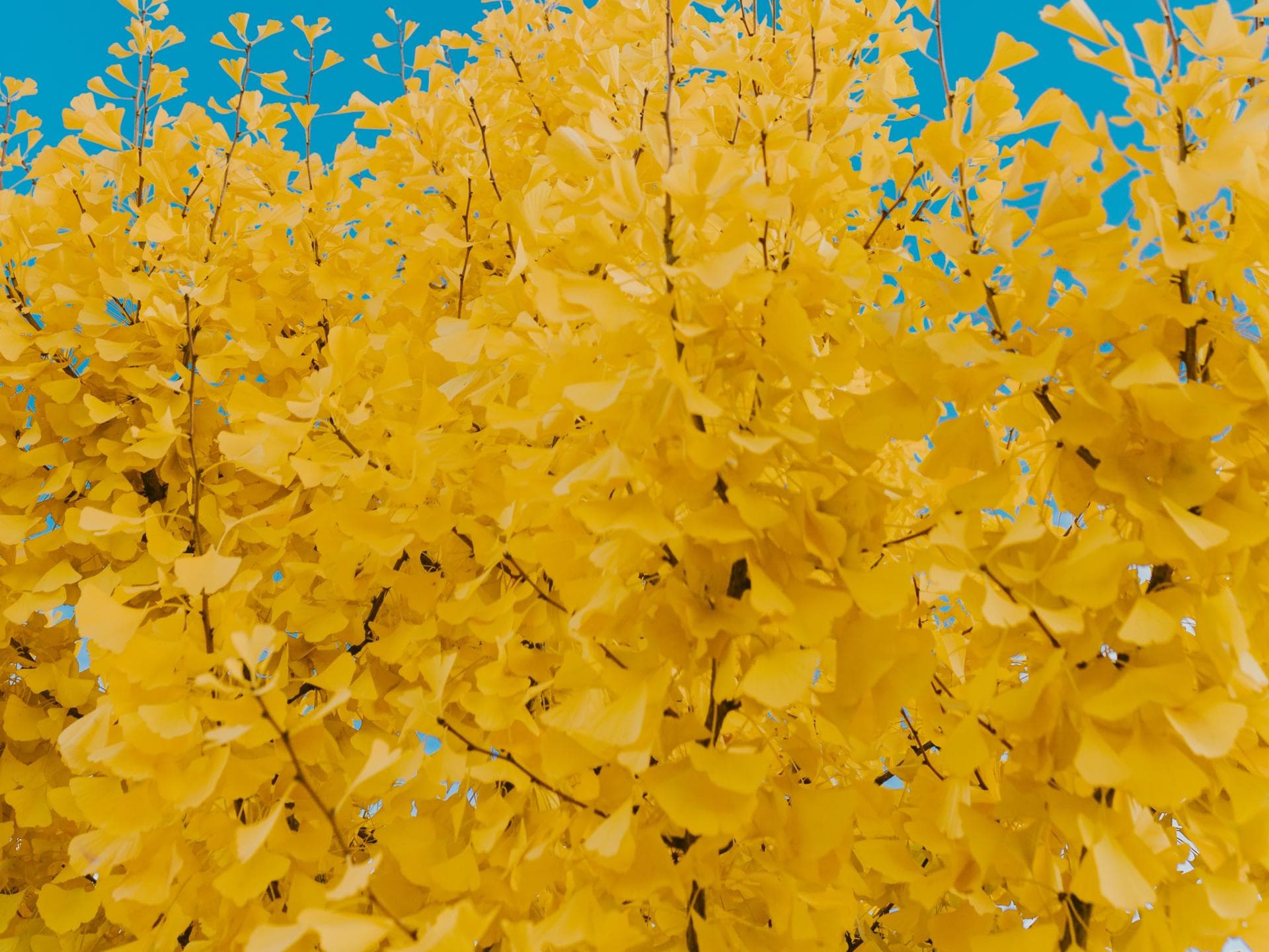 Gelbe Ginkgoblätter