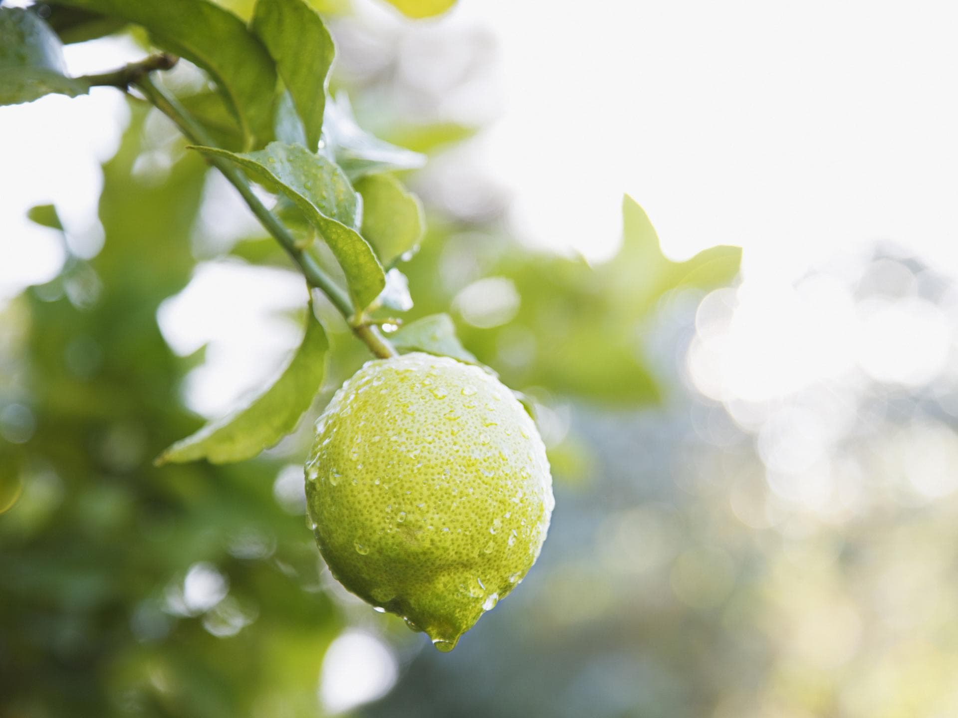 Limette Limette