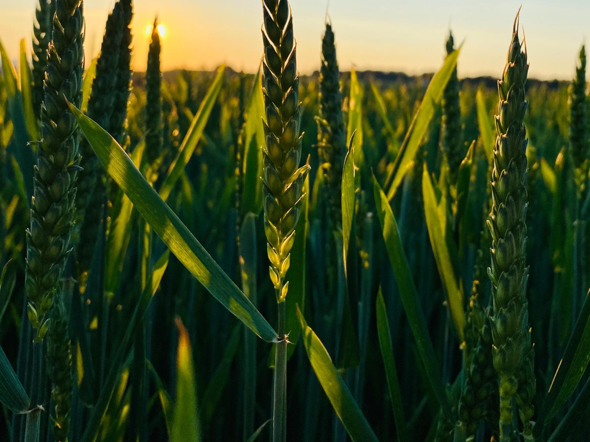 Grünes Getreide auf dem Feld