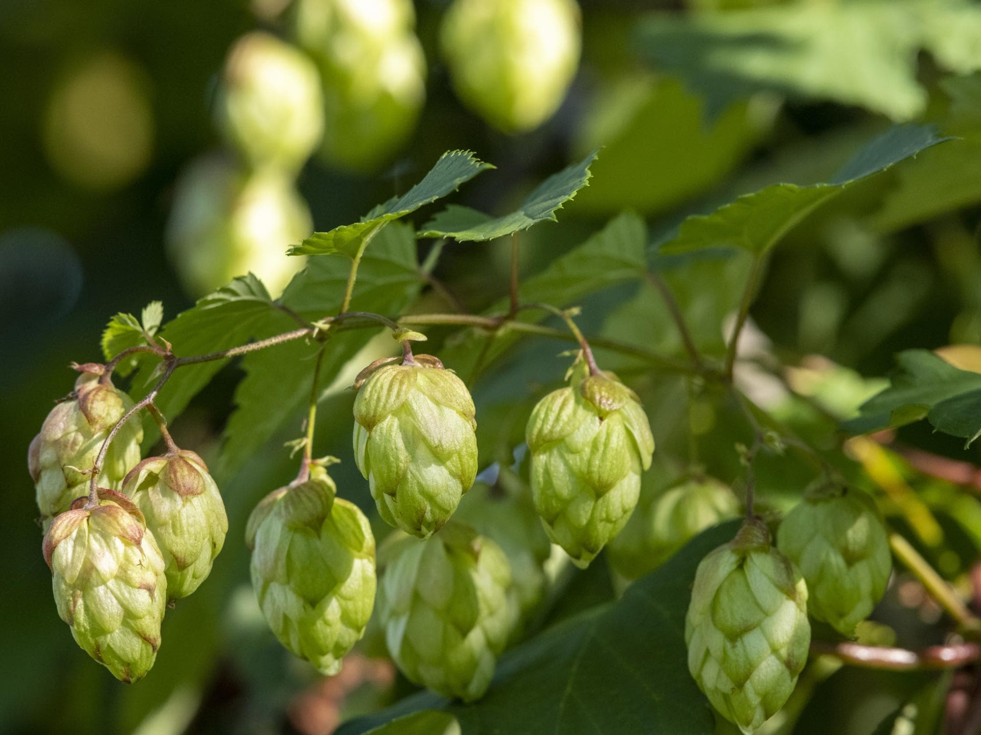 Hopfen-Blüte