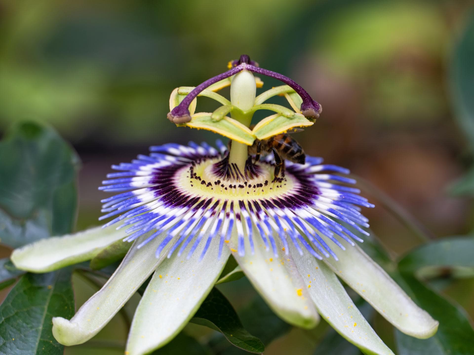 Blüte der Passionsblume