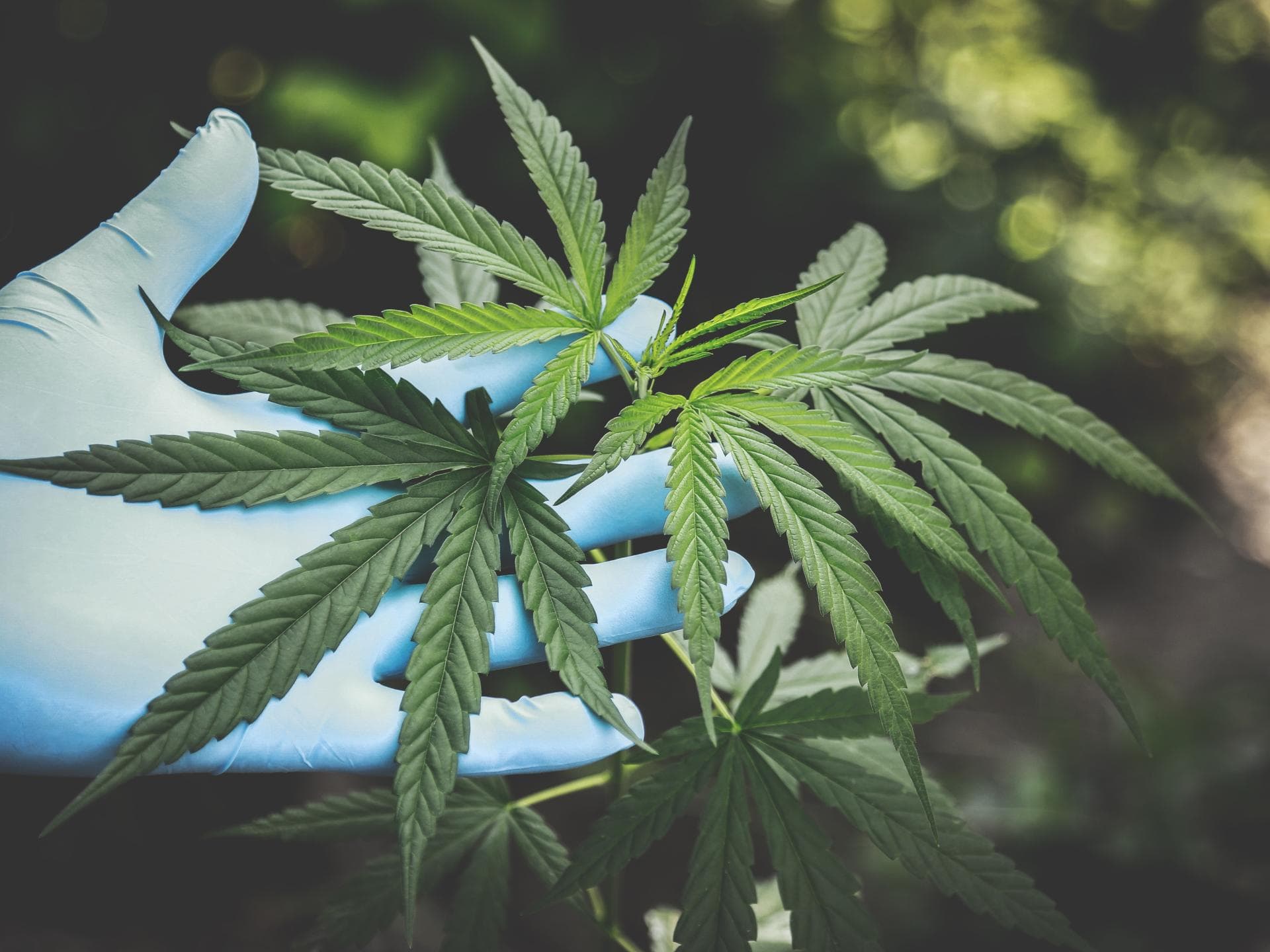 CBD Blüten