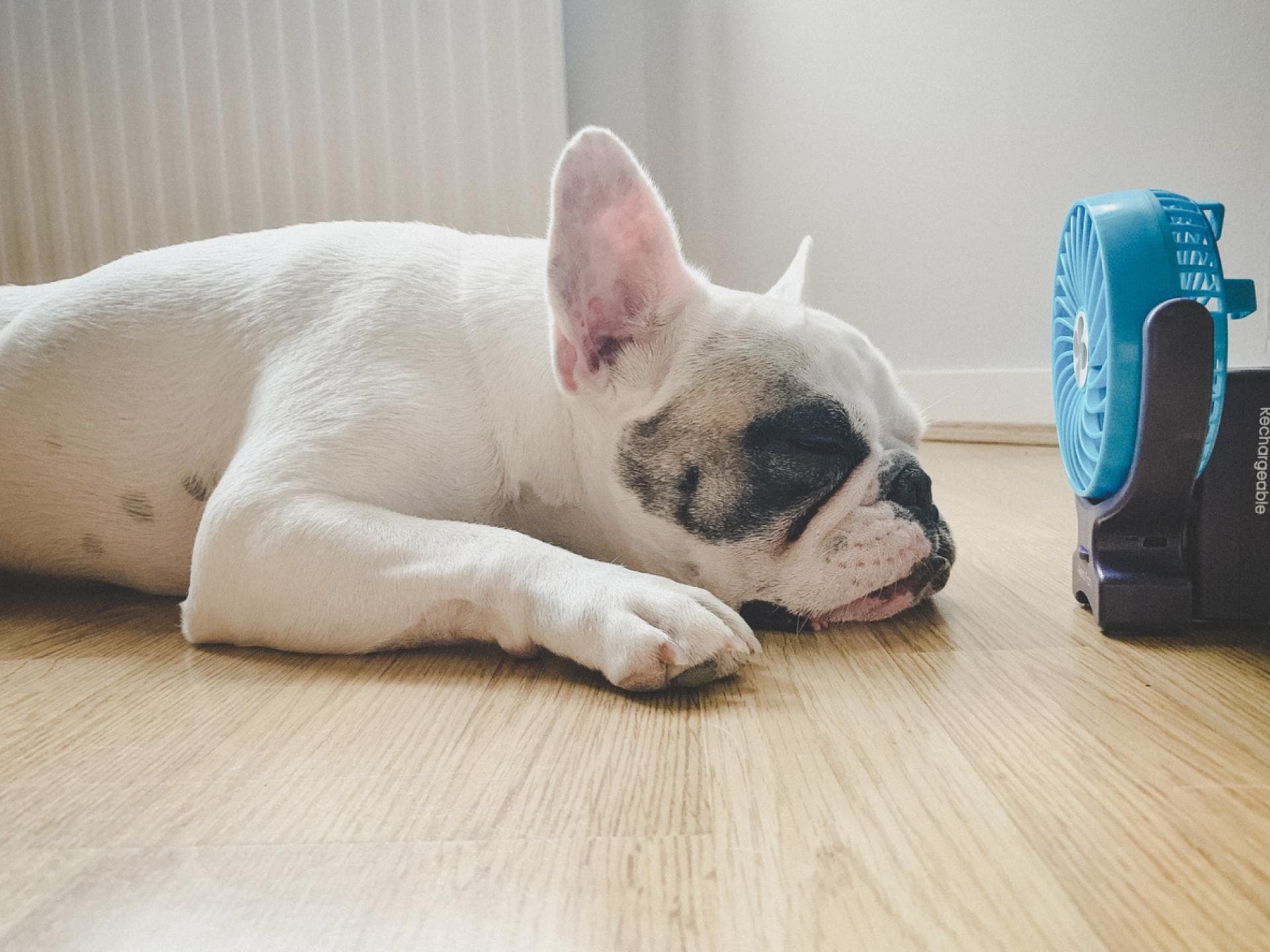 Hund kühlt sich vor Ventilator ab