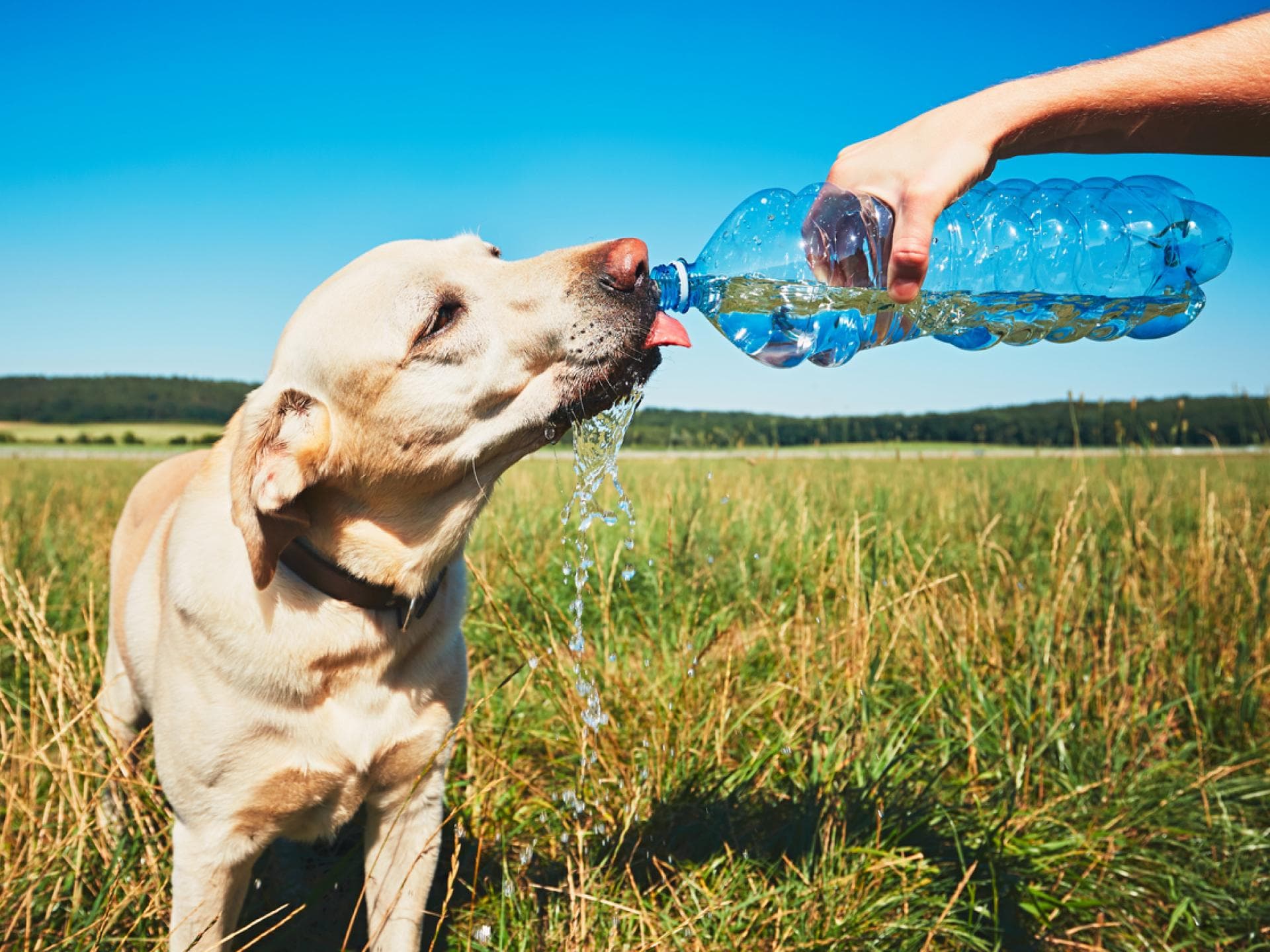 Hund trinkt Wasser aus Flasche