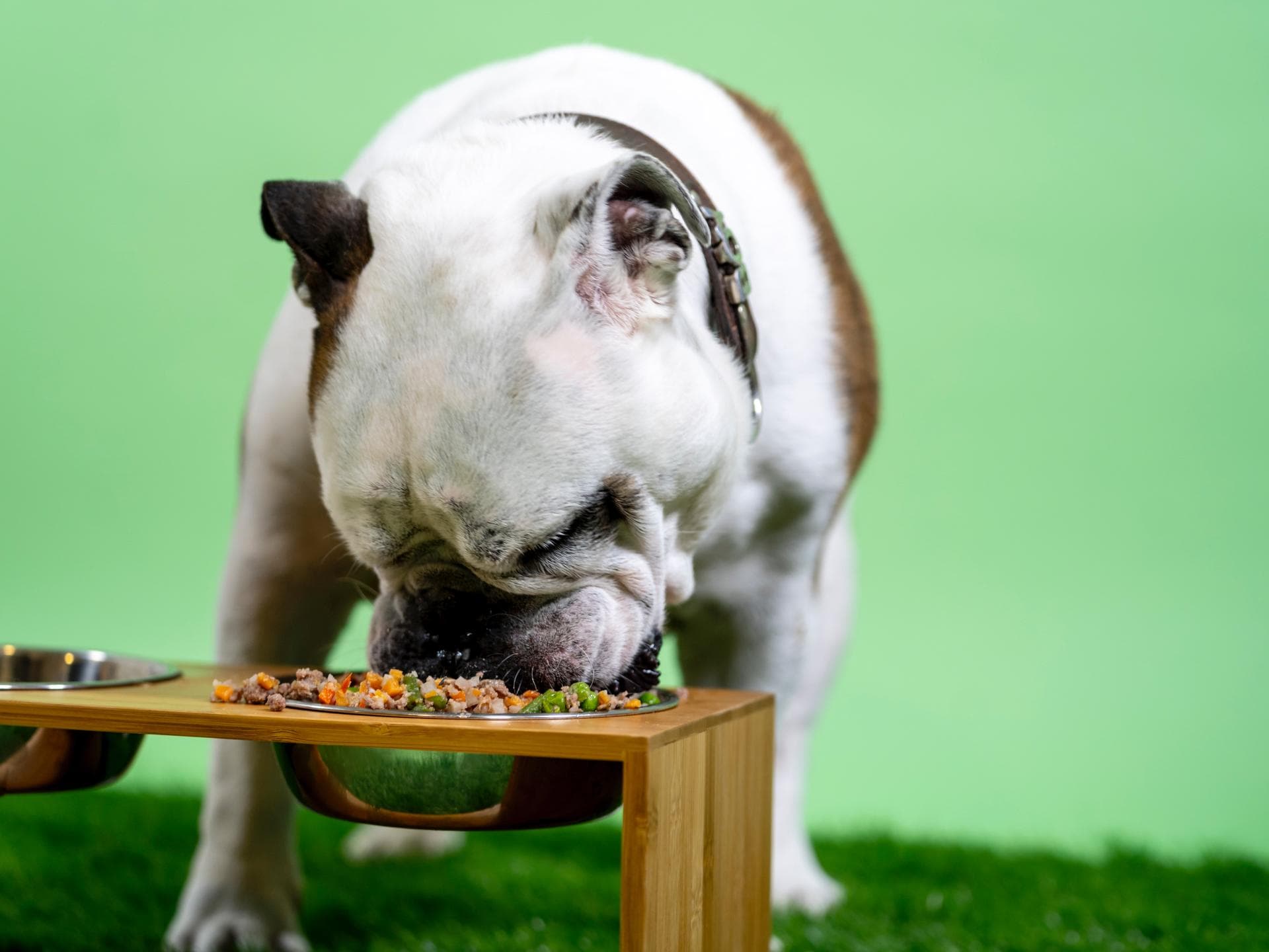 Dicker Hund isst Futter aus Napf
