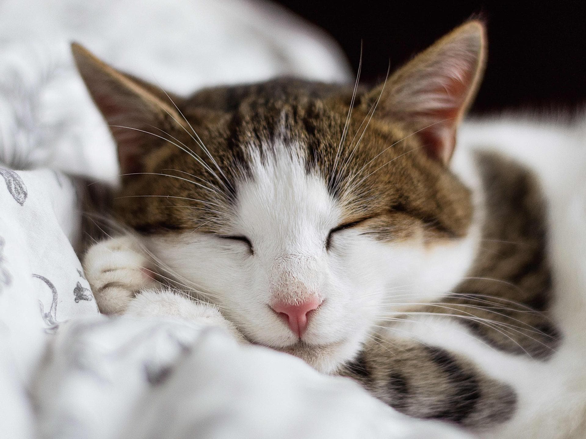 Katze schläft Katze schläft