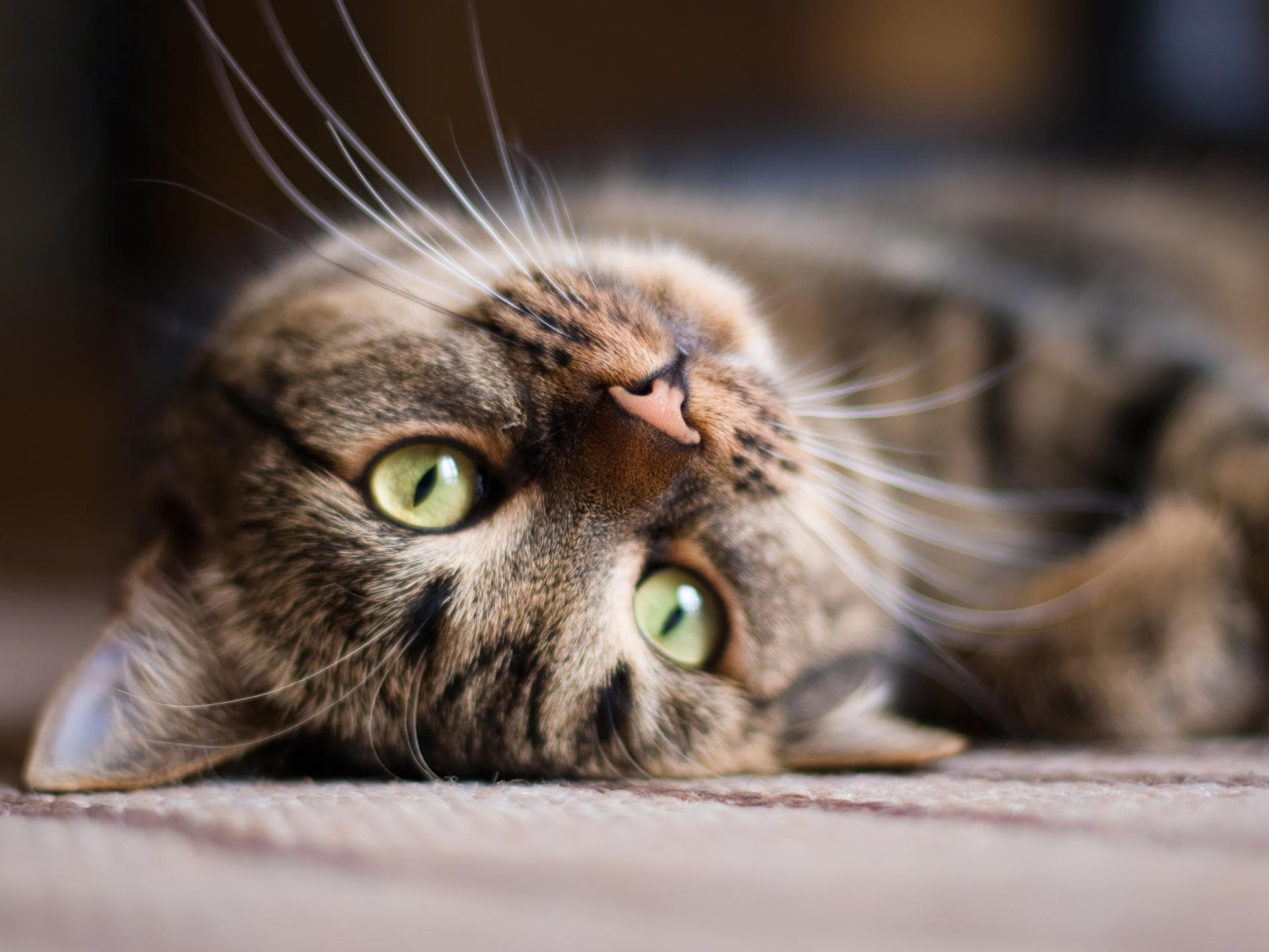 Eine Katze liegt auf dem Rücken