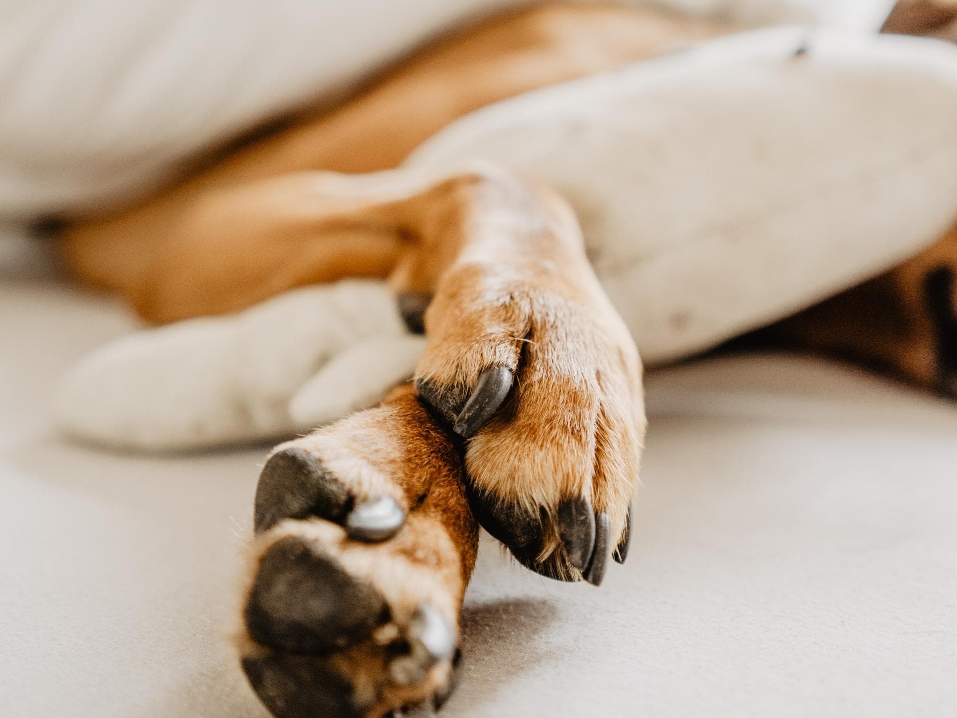 Nahaufnahme von Hundekrallen 