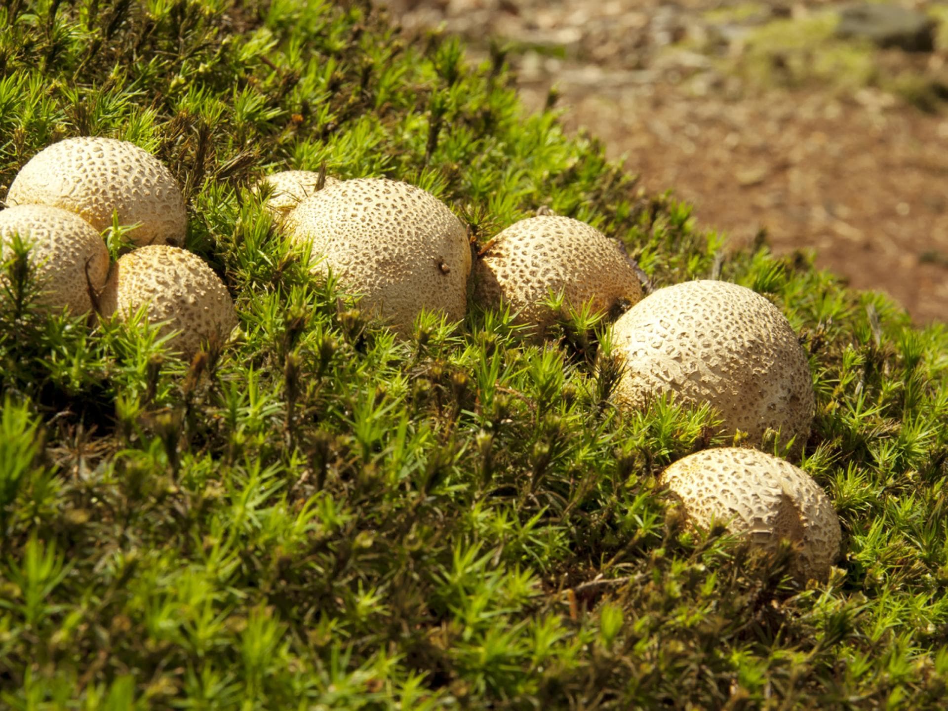 Dickschalige Kartoffelbovist