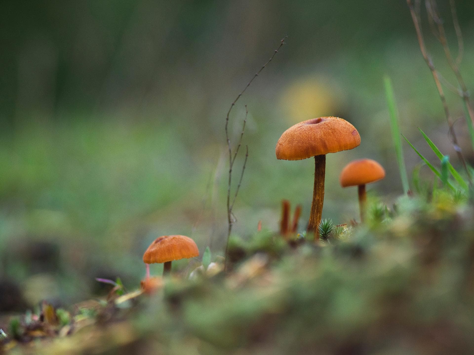 Orangefuchsiger Raukopf