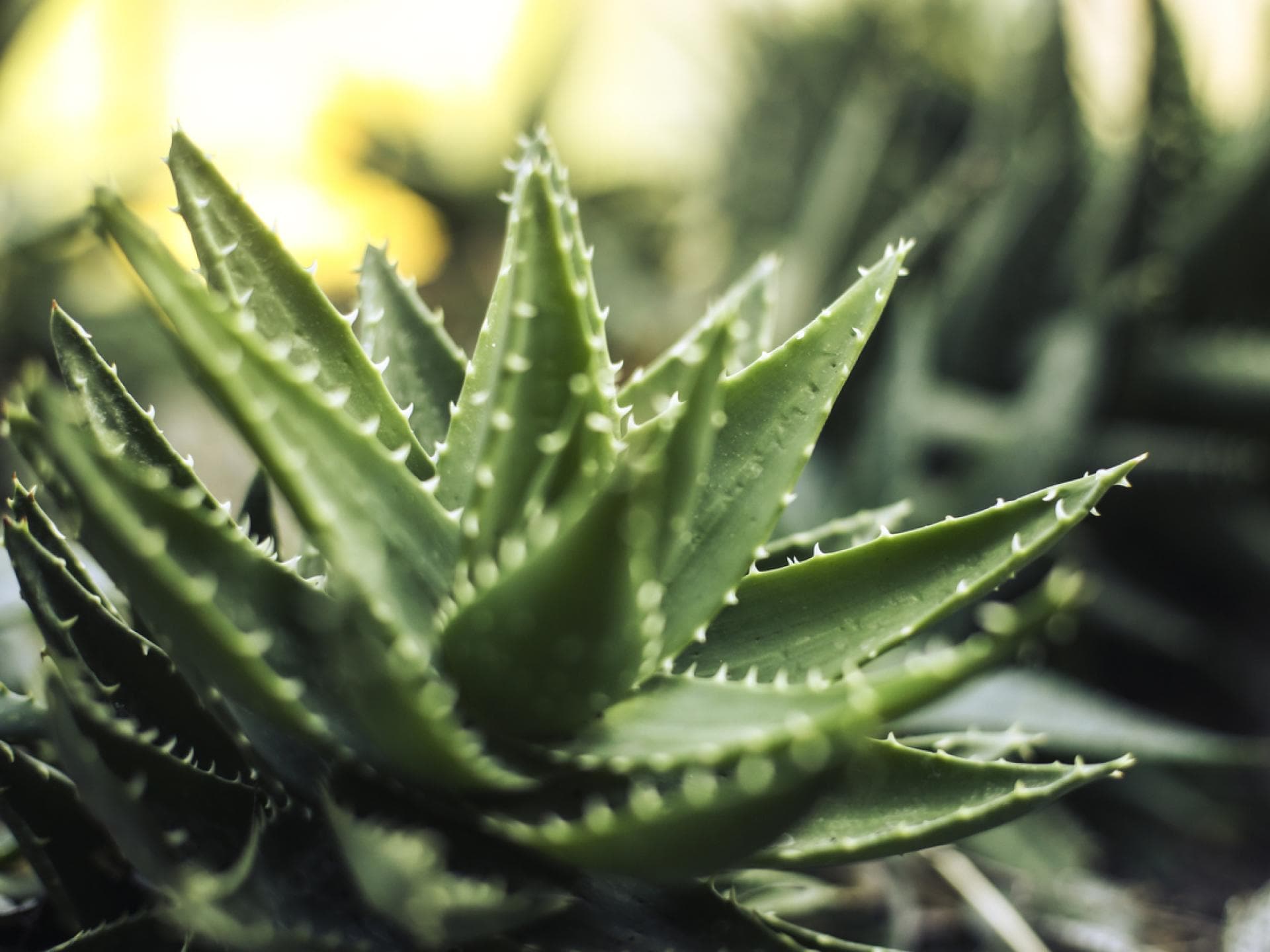 Nahaufnahme einer kleinen Aloe-Pflanze