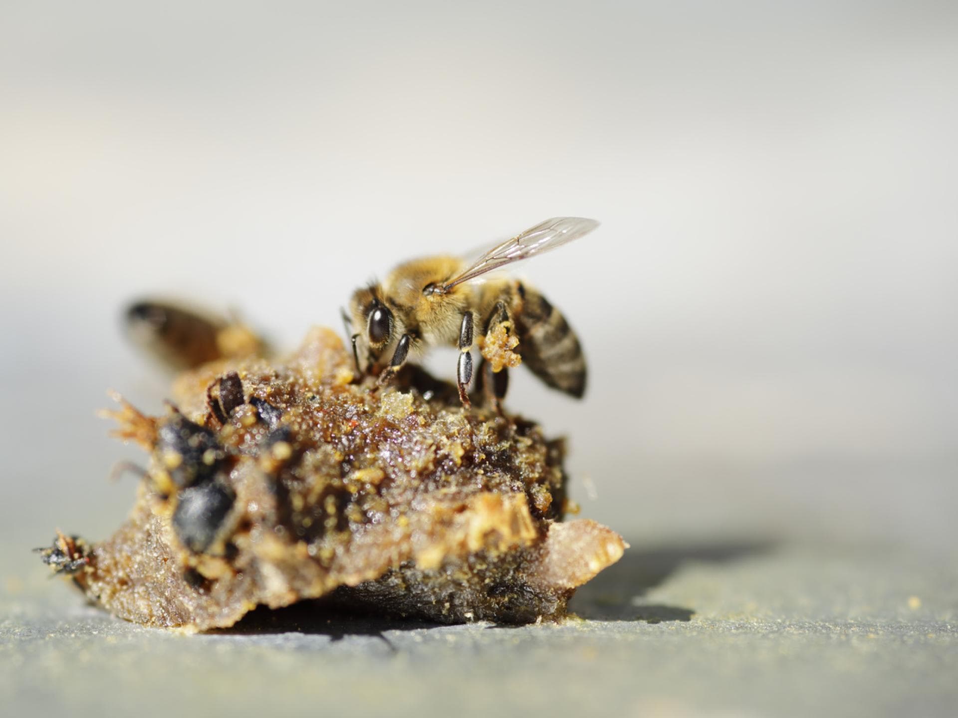 Bienen bauen mit Propolis